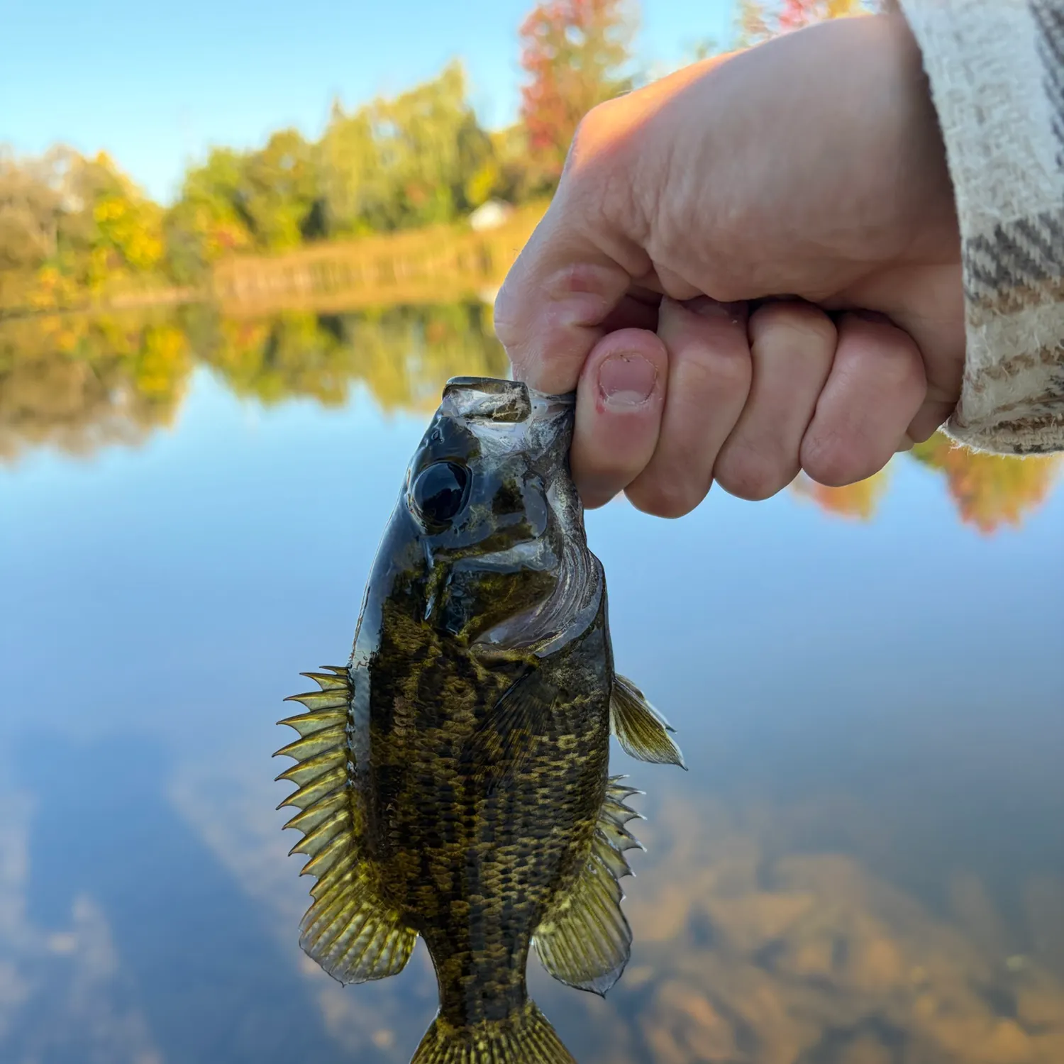 Rock bass caught on Fishbrain