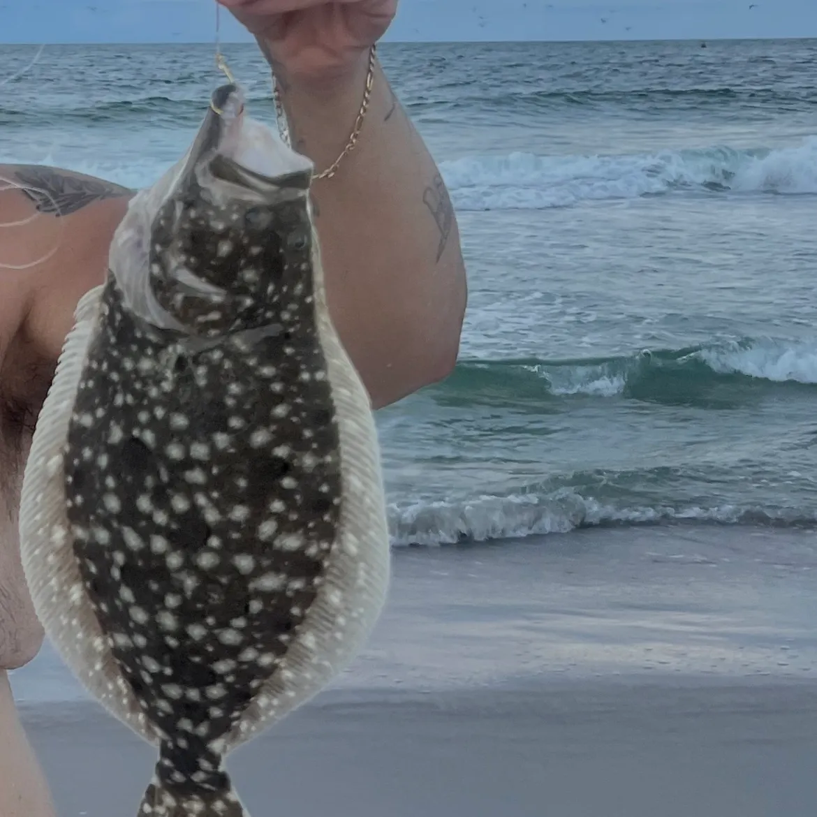 Summer flounder caught on Fishbrain