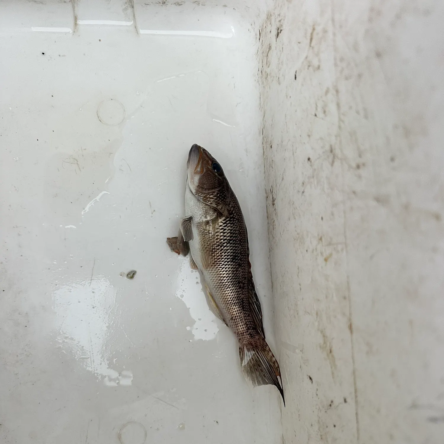 The most recent Bank sea bass catches on Fishbrain