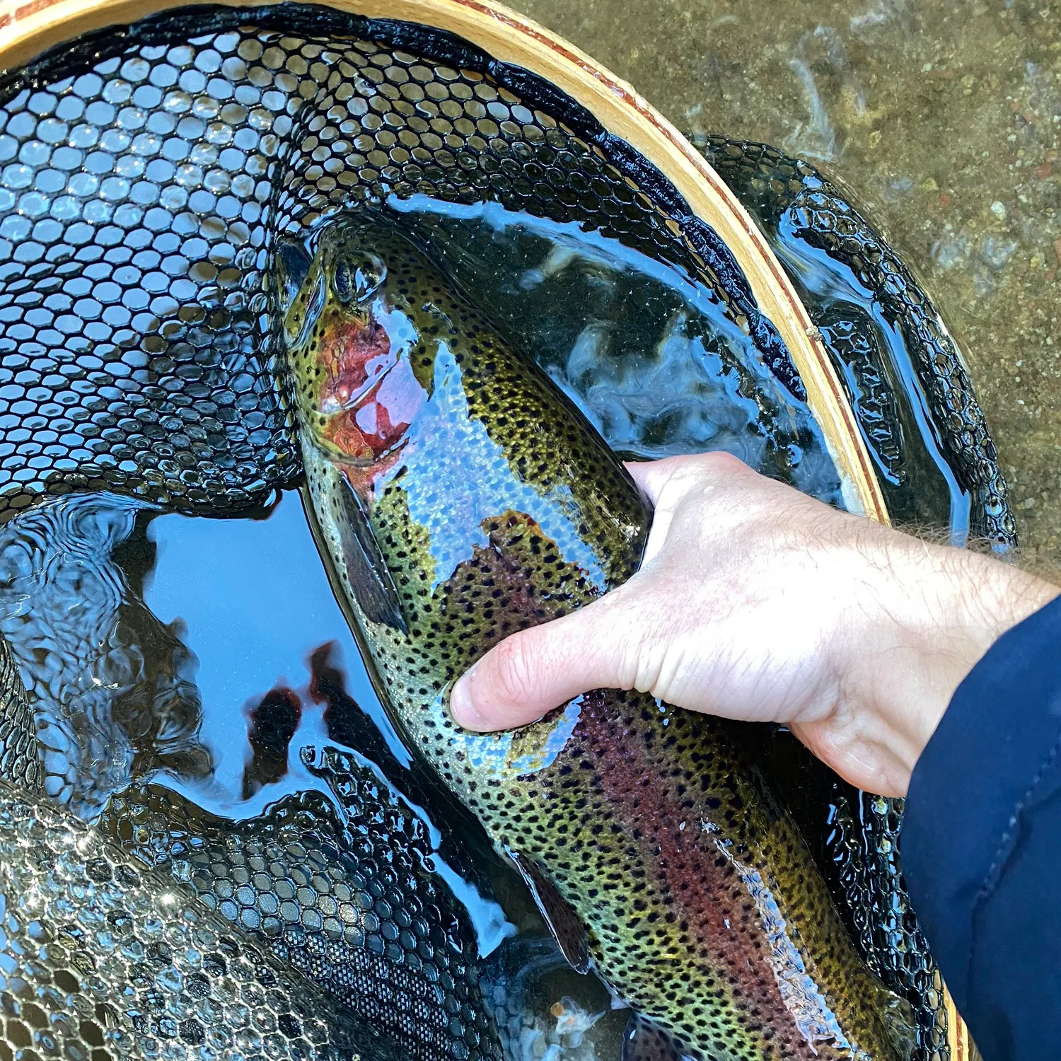 Rainbow trout caught on Fishbrain