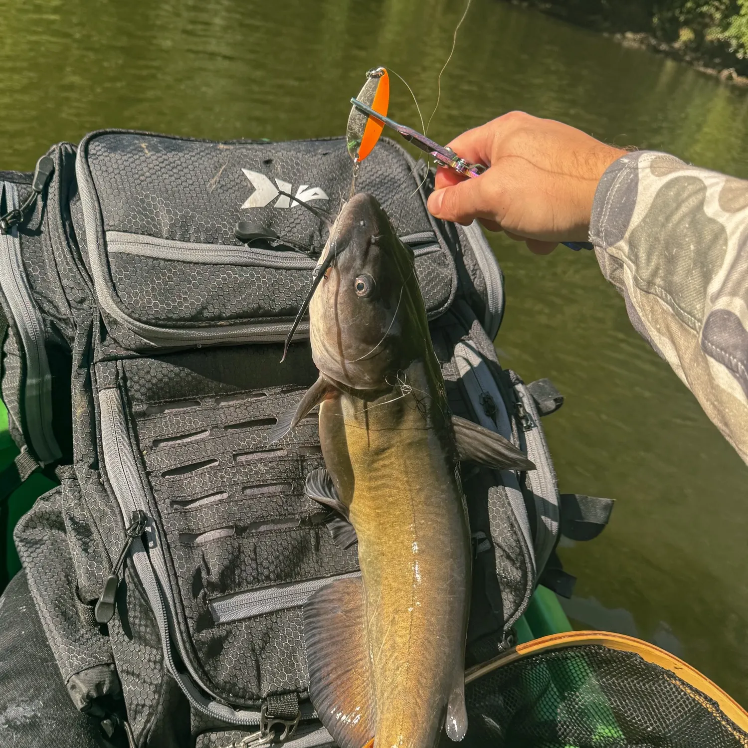Channel catfish caught on Fishbrain