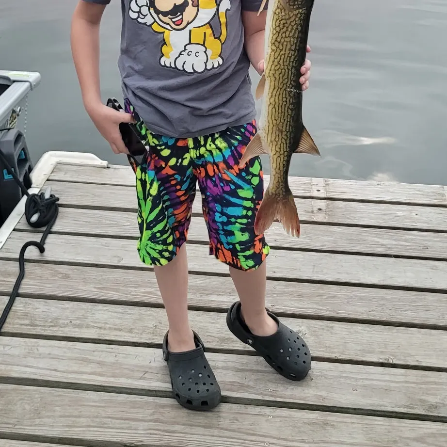 Chain pickerel caught on Fishbrain