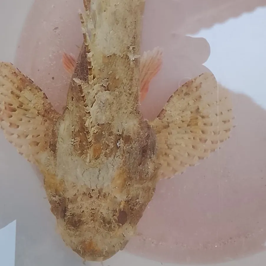 The most recent Longspined bullhead catches on Fishbrain