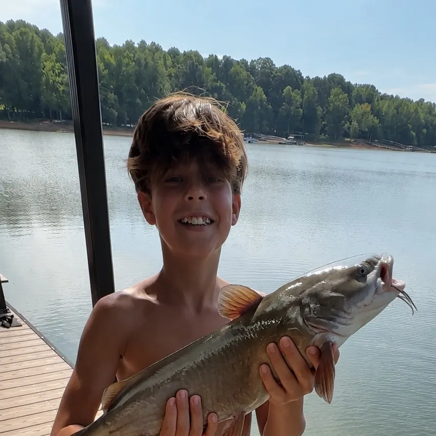 Channel catfish caught on Fishbrain