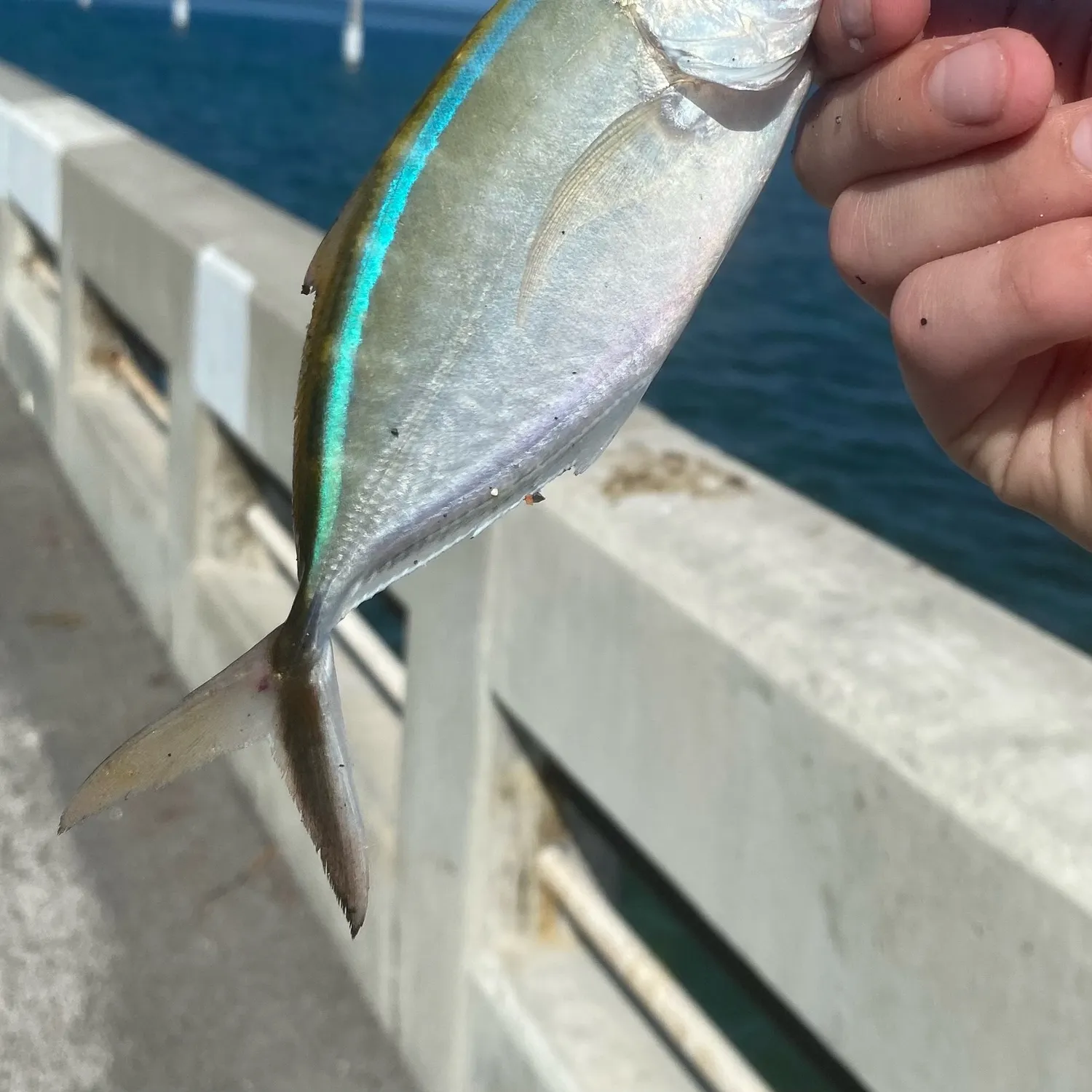 The most recent Bar jack catches on Fishbrain