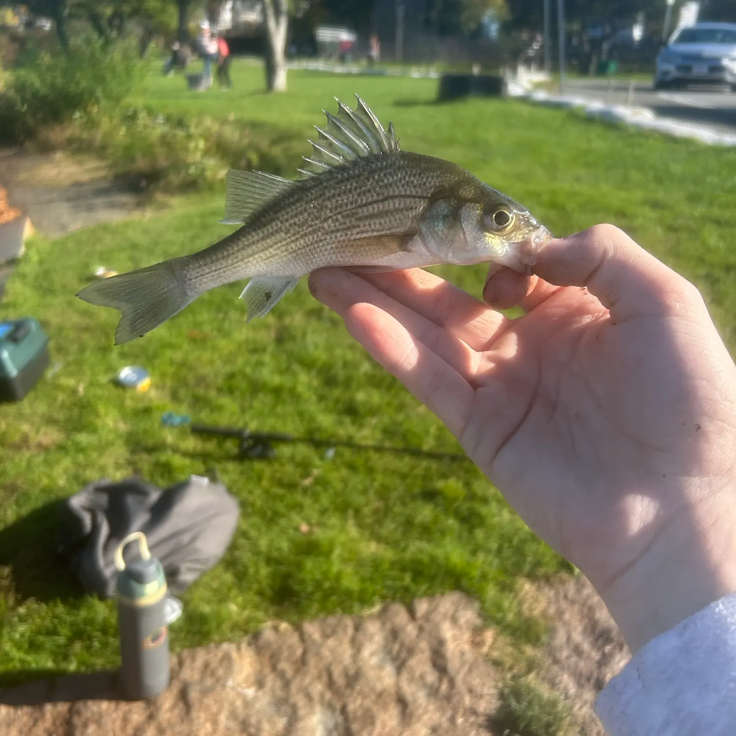White perch caught on Fishbrain