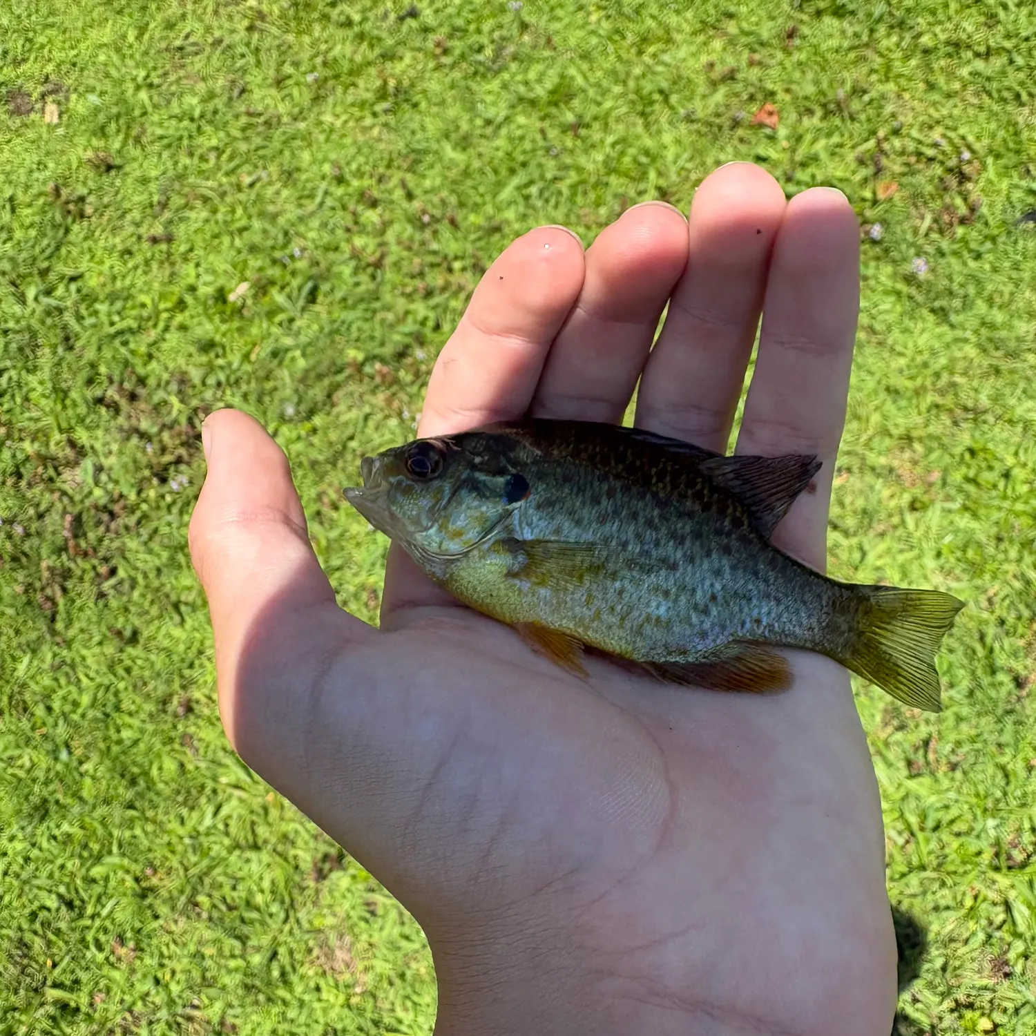 Pumpkinseed caught on Fishbrain
