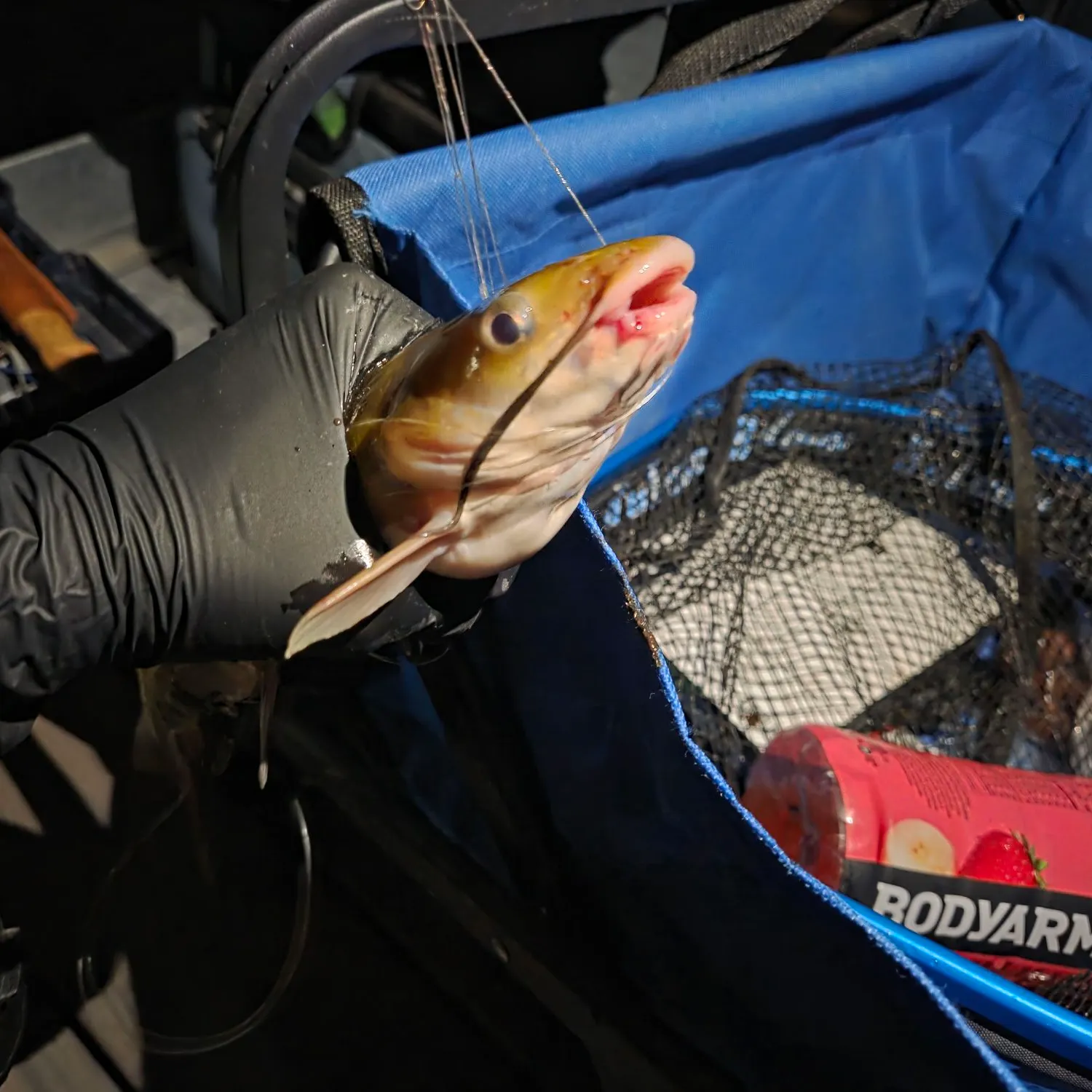 Channel catfish caught on Fishbrain