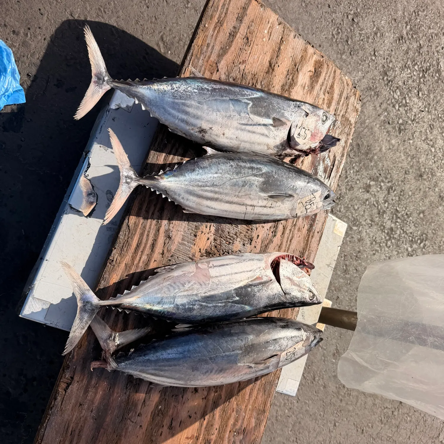 Skipjack tuna caught on Fishbrain