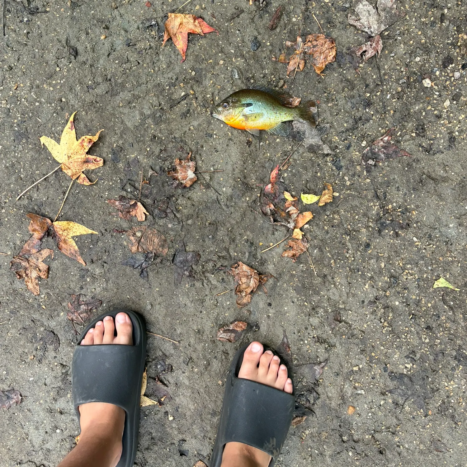 Redbreast sunfish caught on Fishbrain