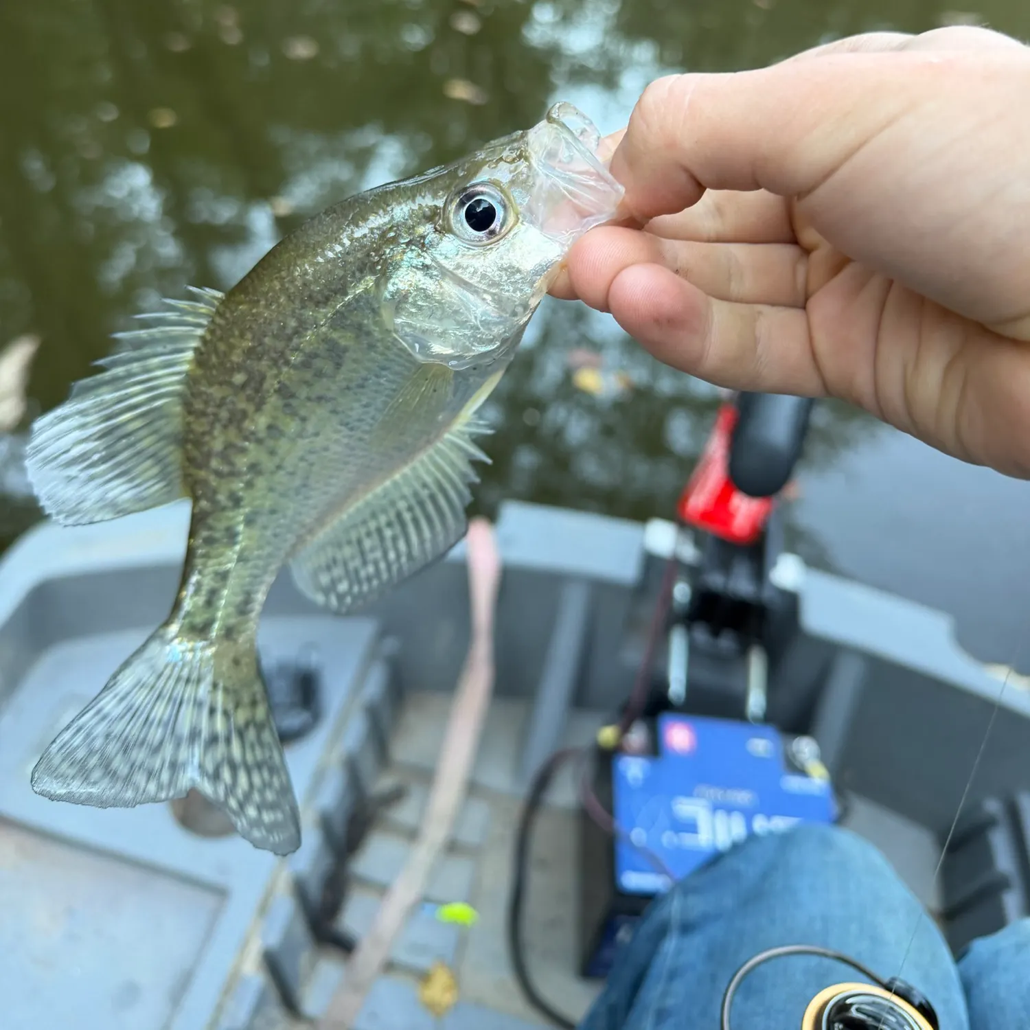 White crappie caught on Fishbrain