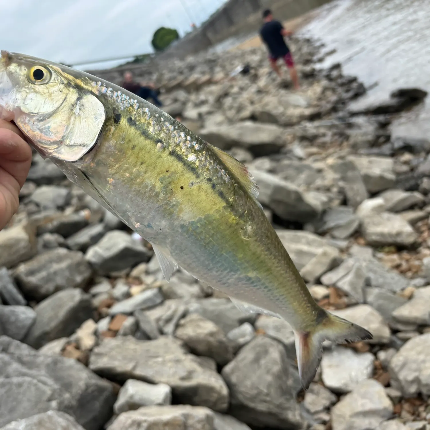 most liked catch image