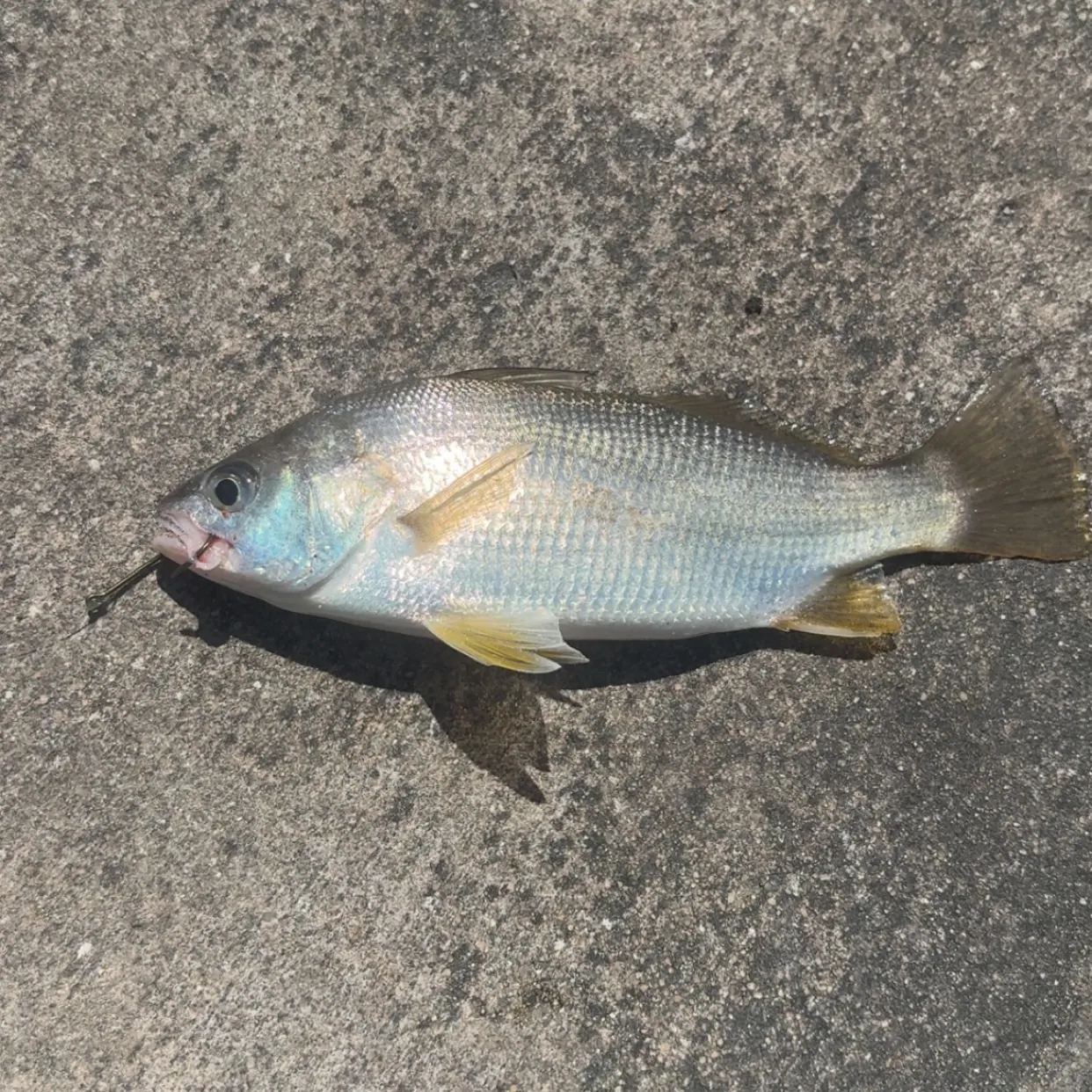 The most recent Silver perch catches on Fishbrain