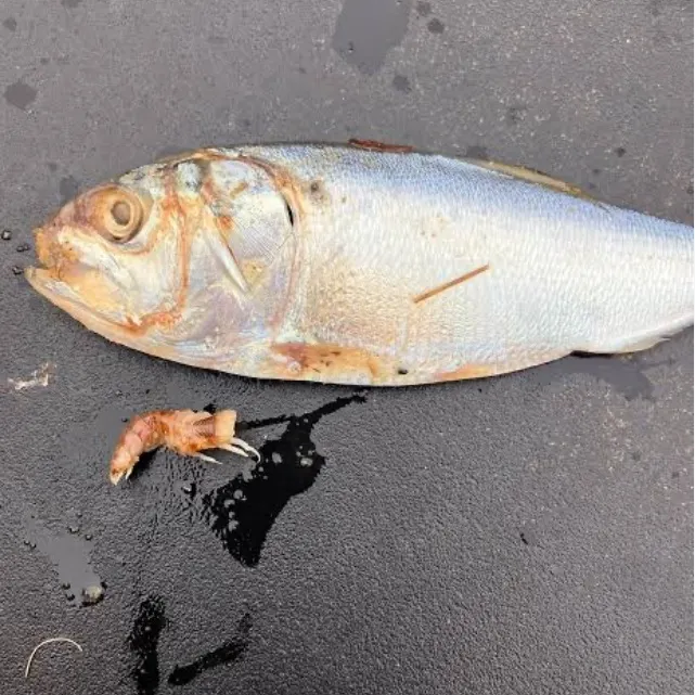 Atlantic menhaden caught on Fishbrain