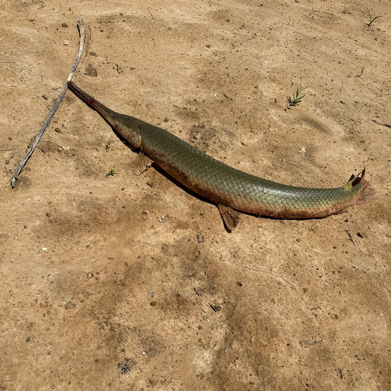 Longnose gar caught on Fishbrain