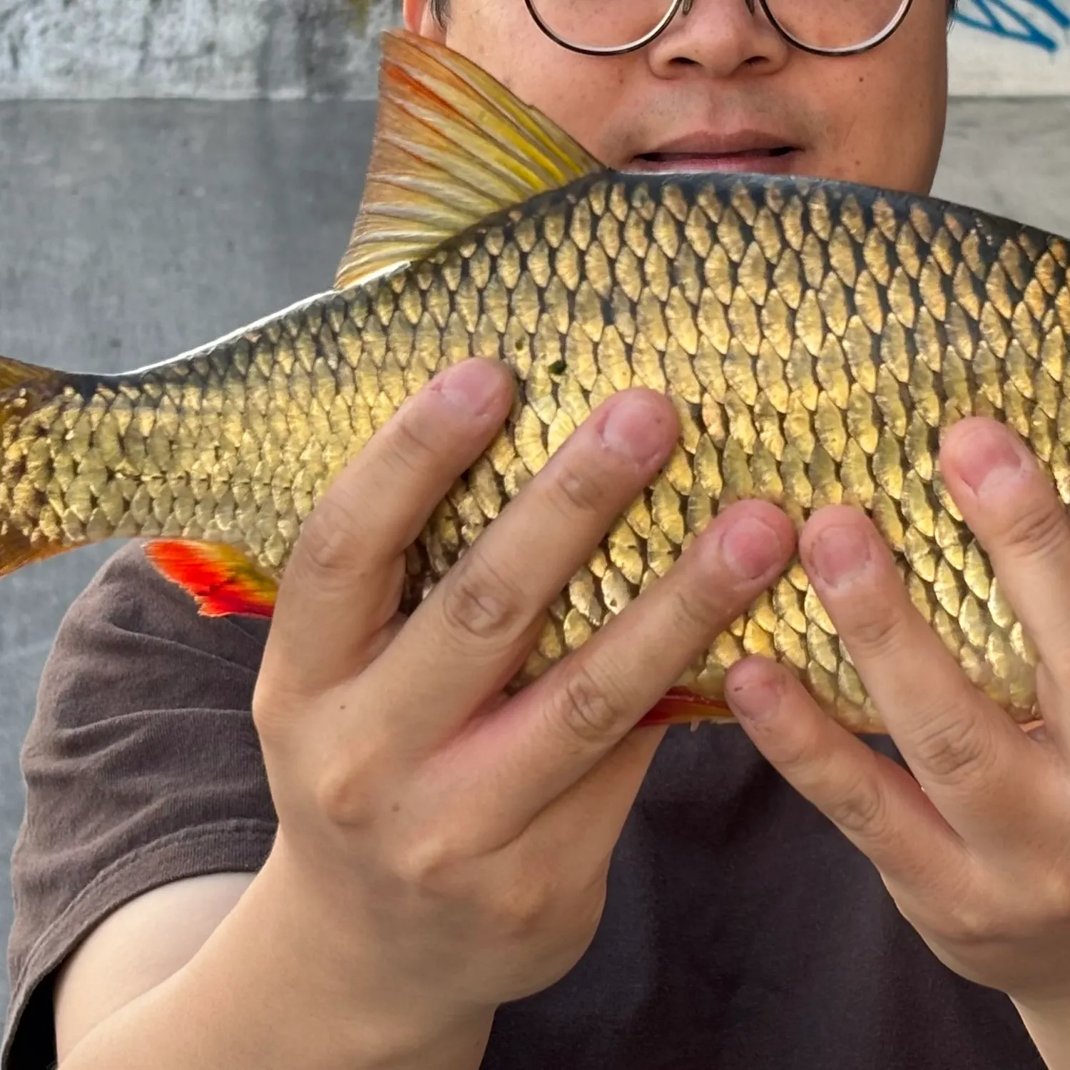 The most recent Common rudd catches on Fishbrain