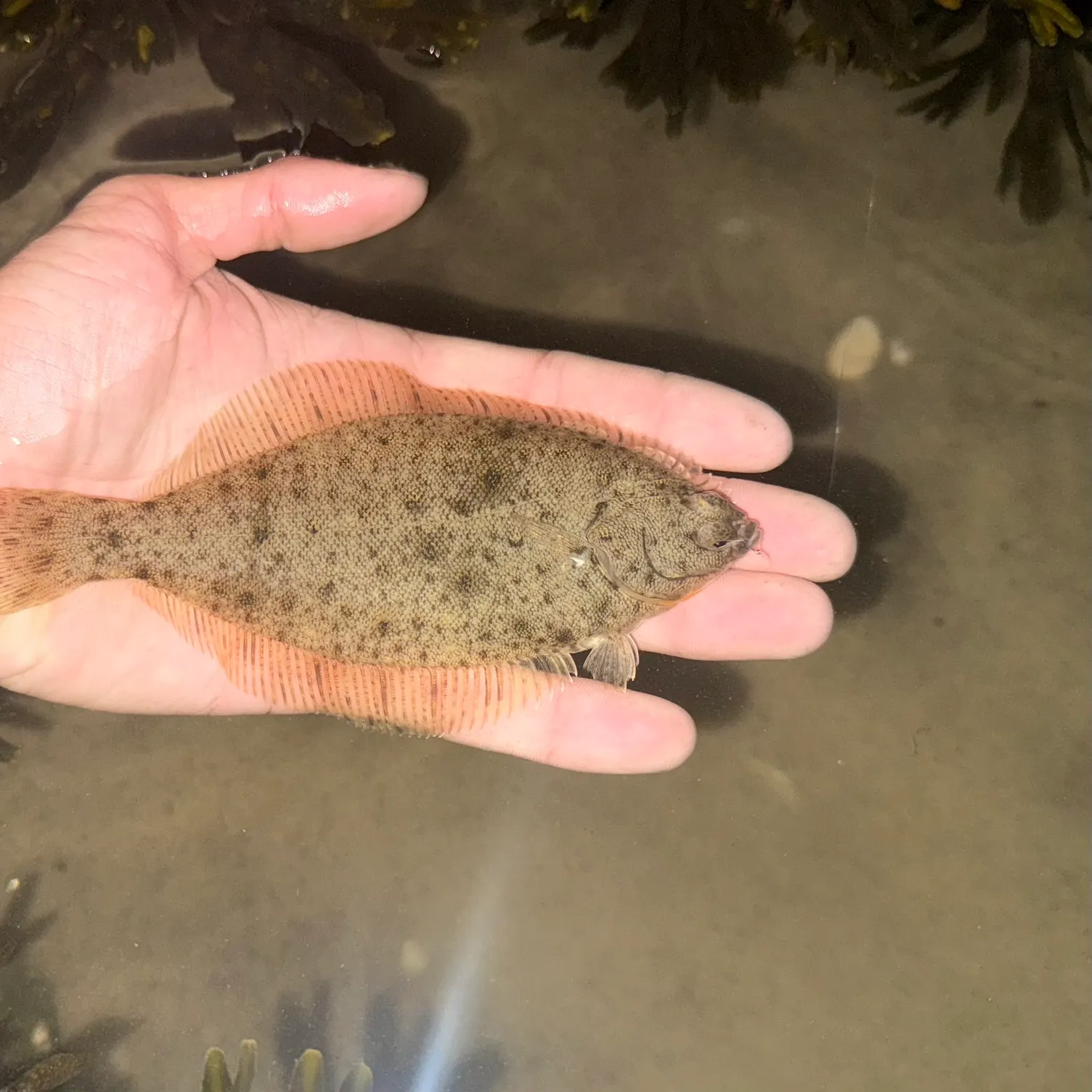 The most recent Winter flounder catches on Fishbrain