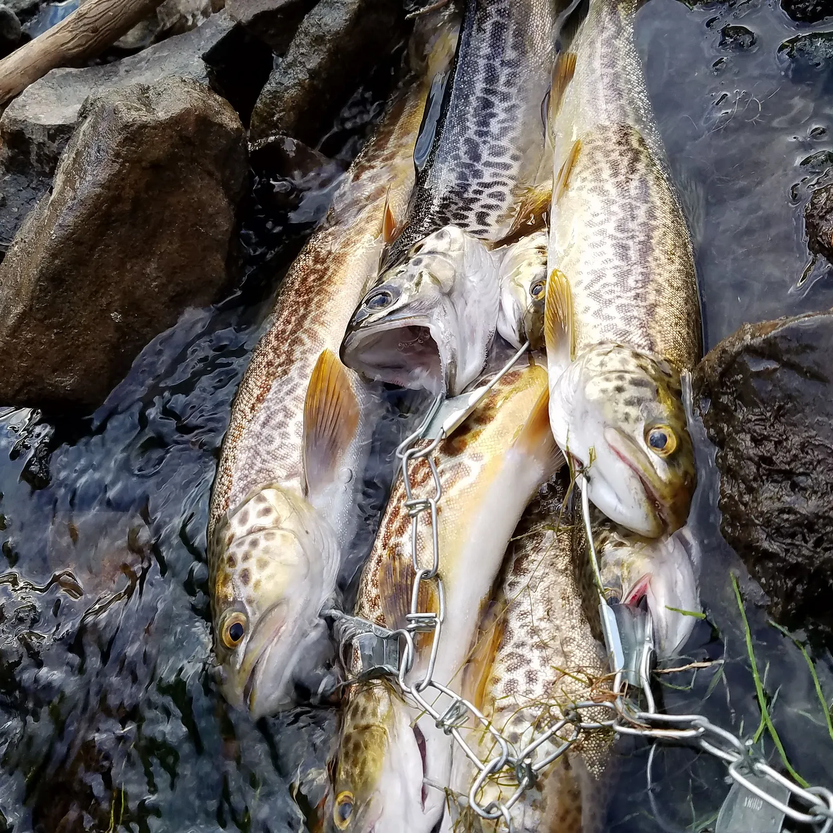recently logged catches