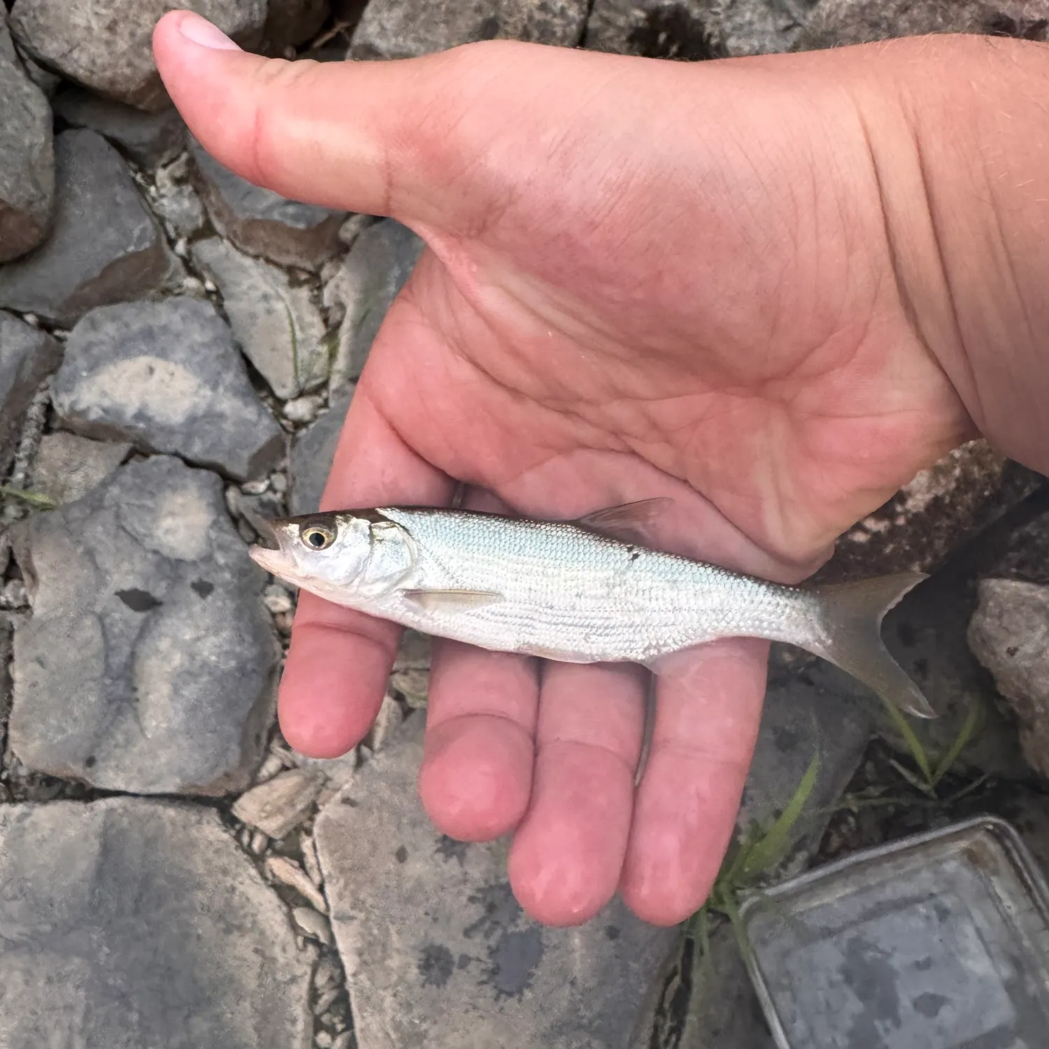 Asp caught on Fishbrain