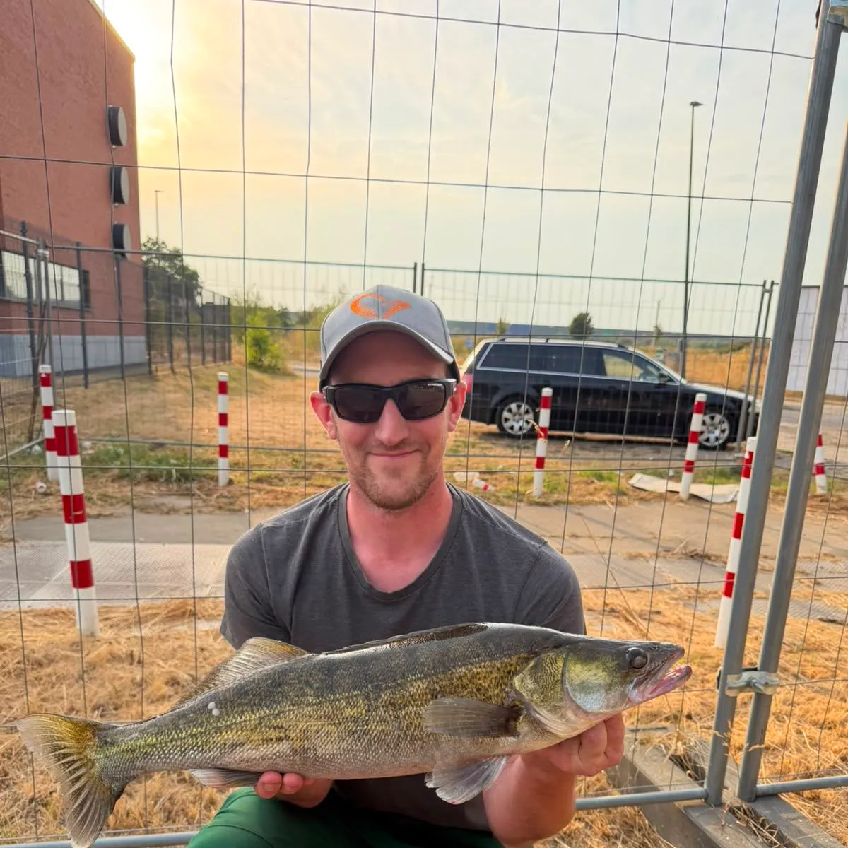 Zander caught on Fishbrain