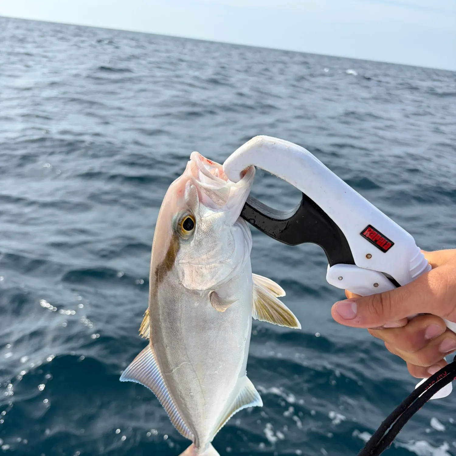 The most recent Lesser amberjack catches on Fishbrain