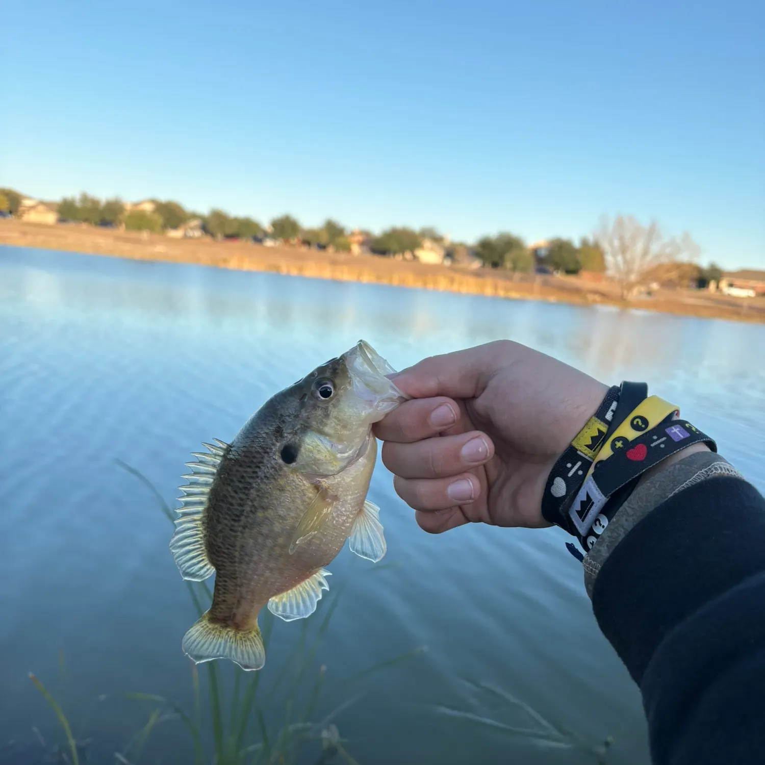 The most recent Warmouth catches on Fishbrain