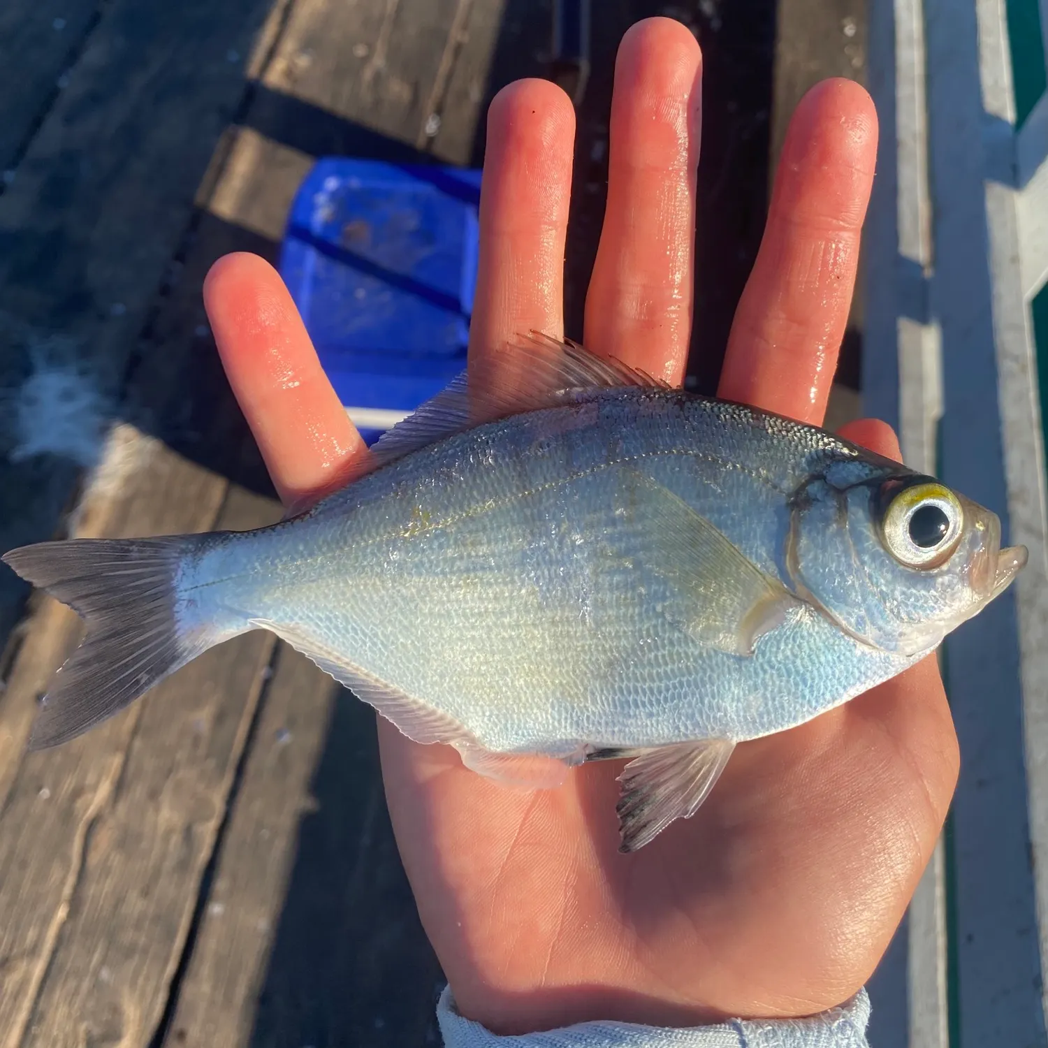 The most recent Walleye surfperch catches on Fishbrain