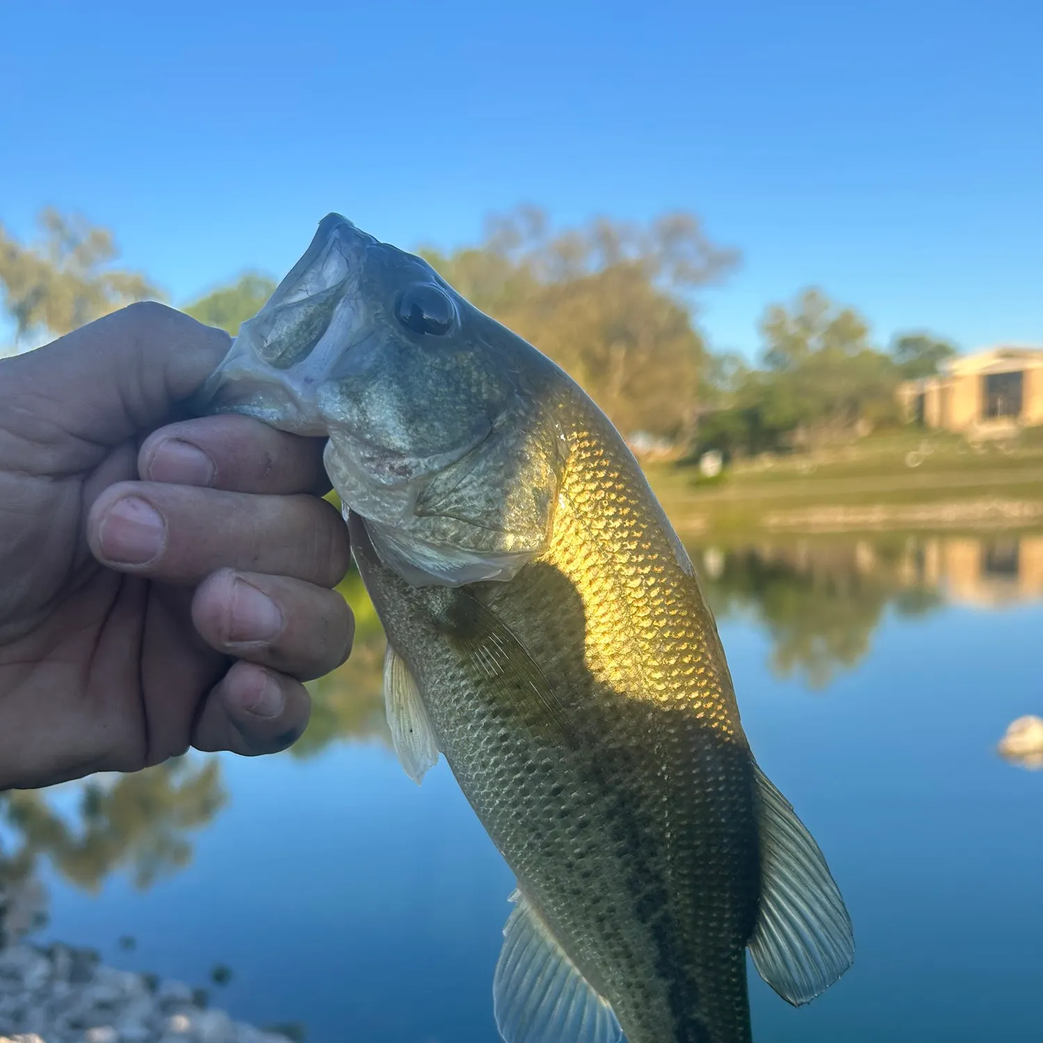 Fish caught on Fishbrain