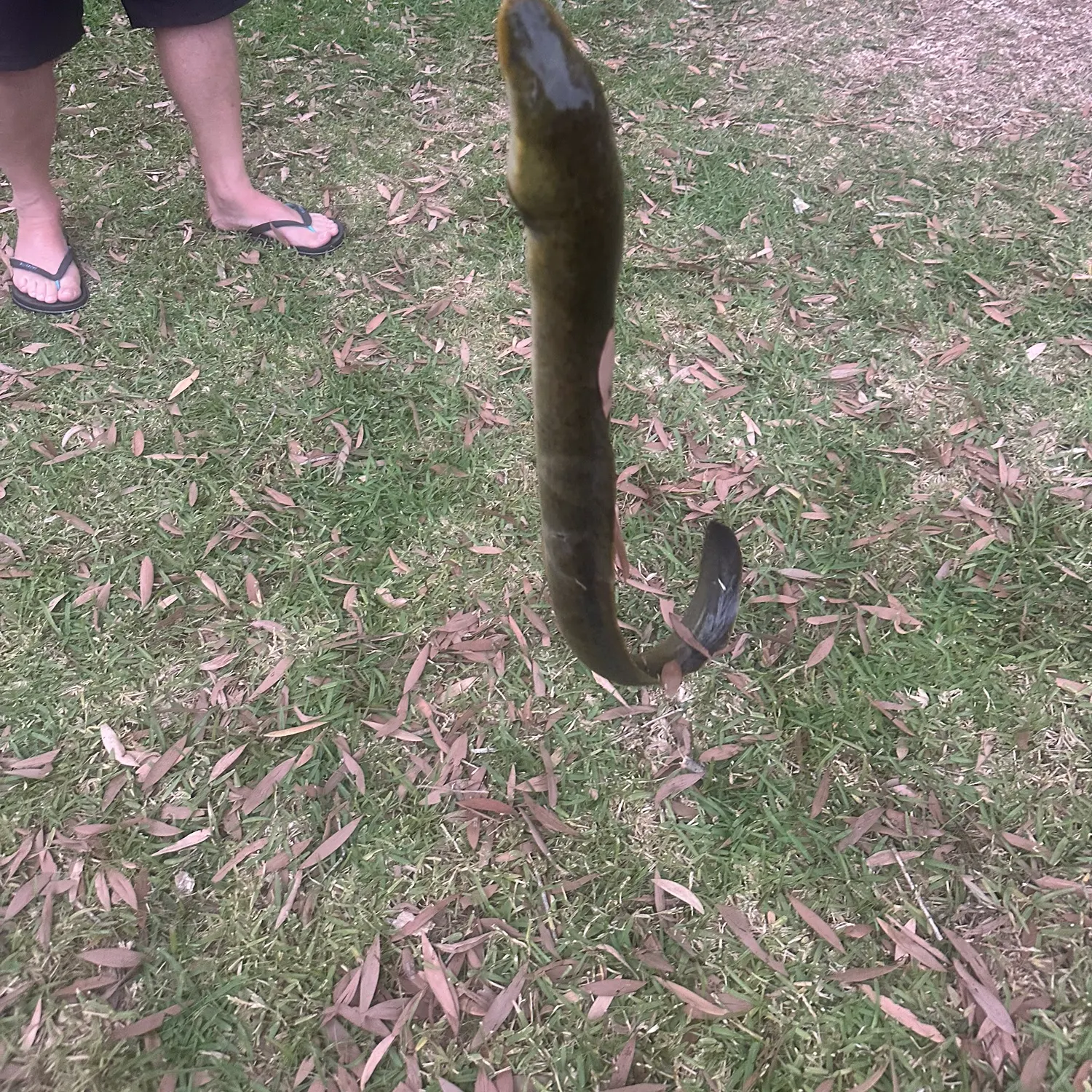 The most recent Speckled longfin eel catches on Fishbrain