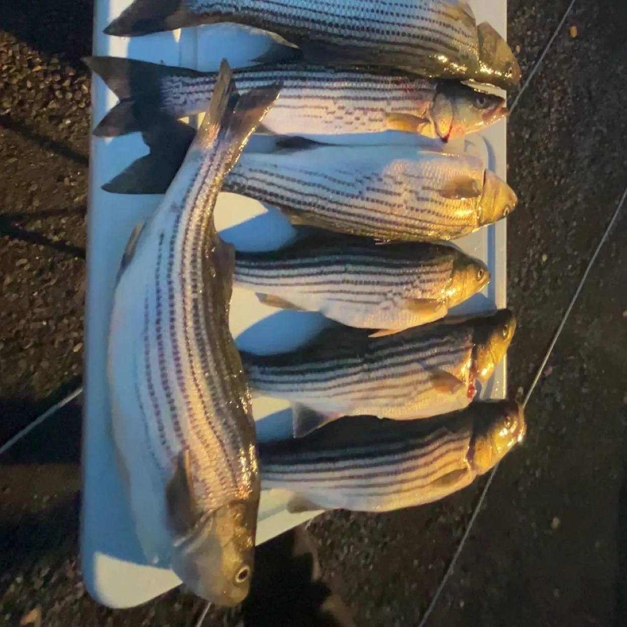 recently logged catches