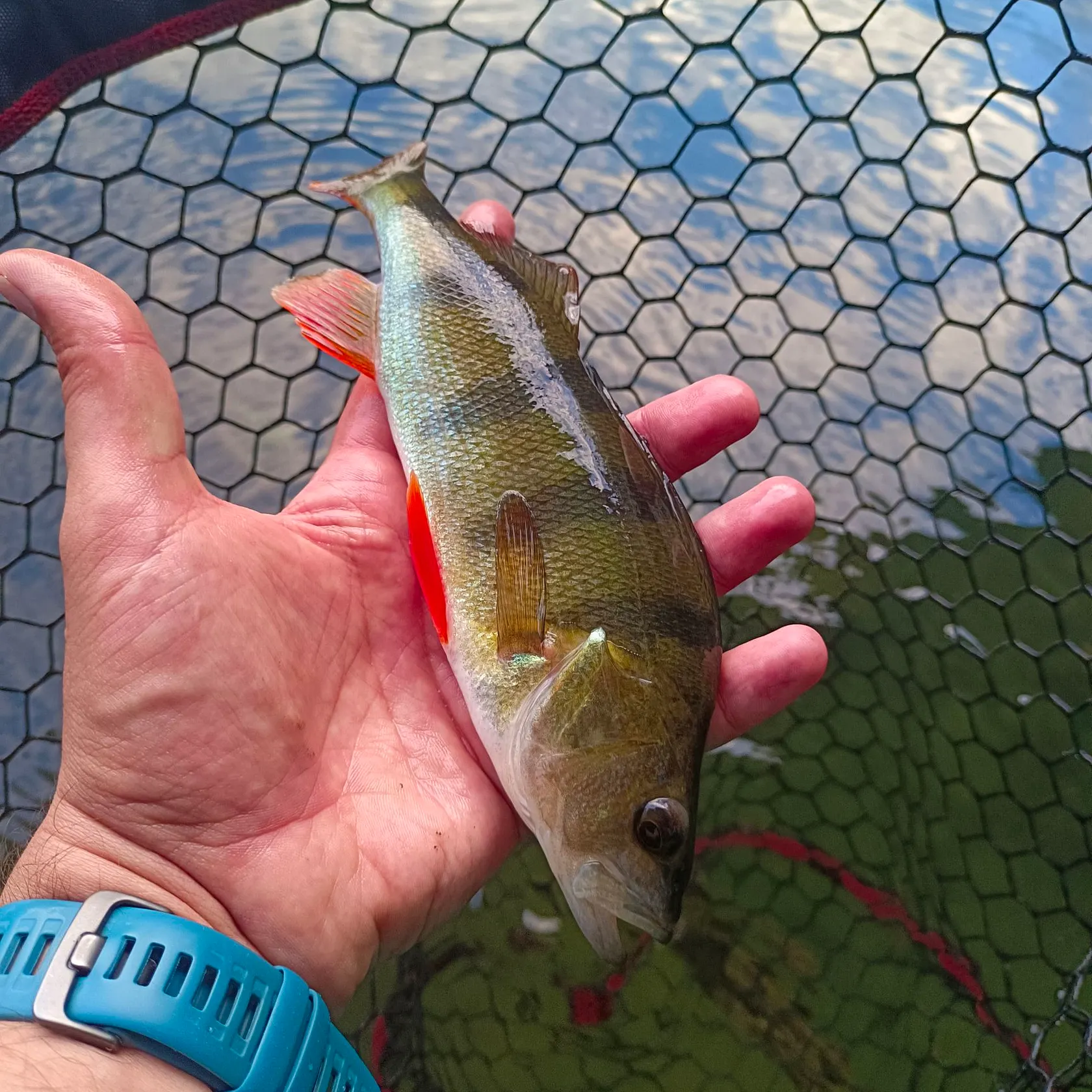 European perch caught on Fishbrain