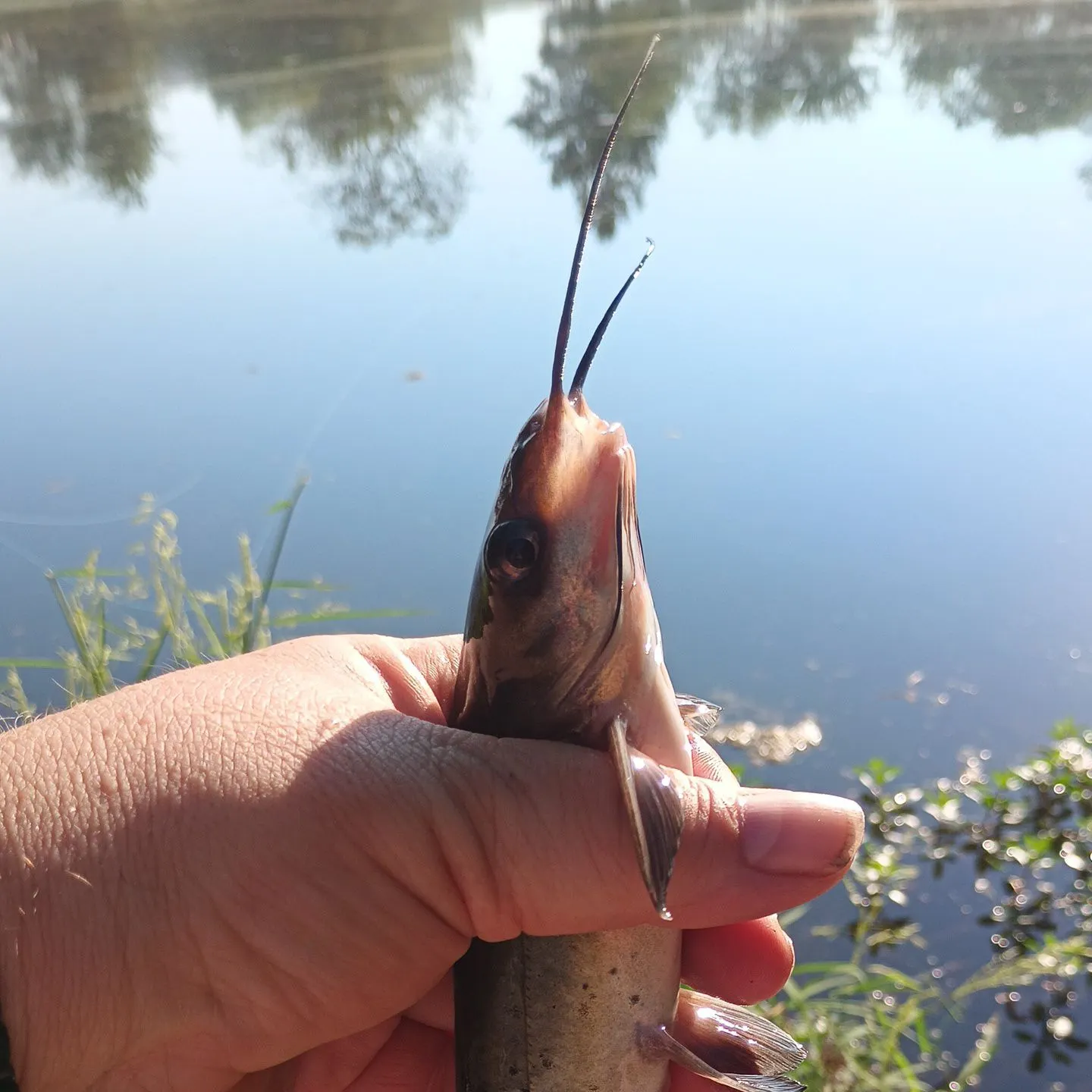 Channel catfish caught on Fishbrain