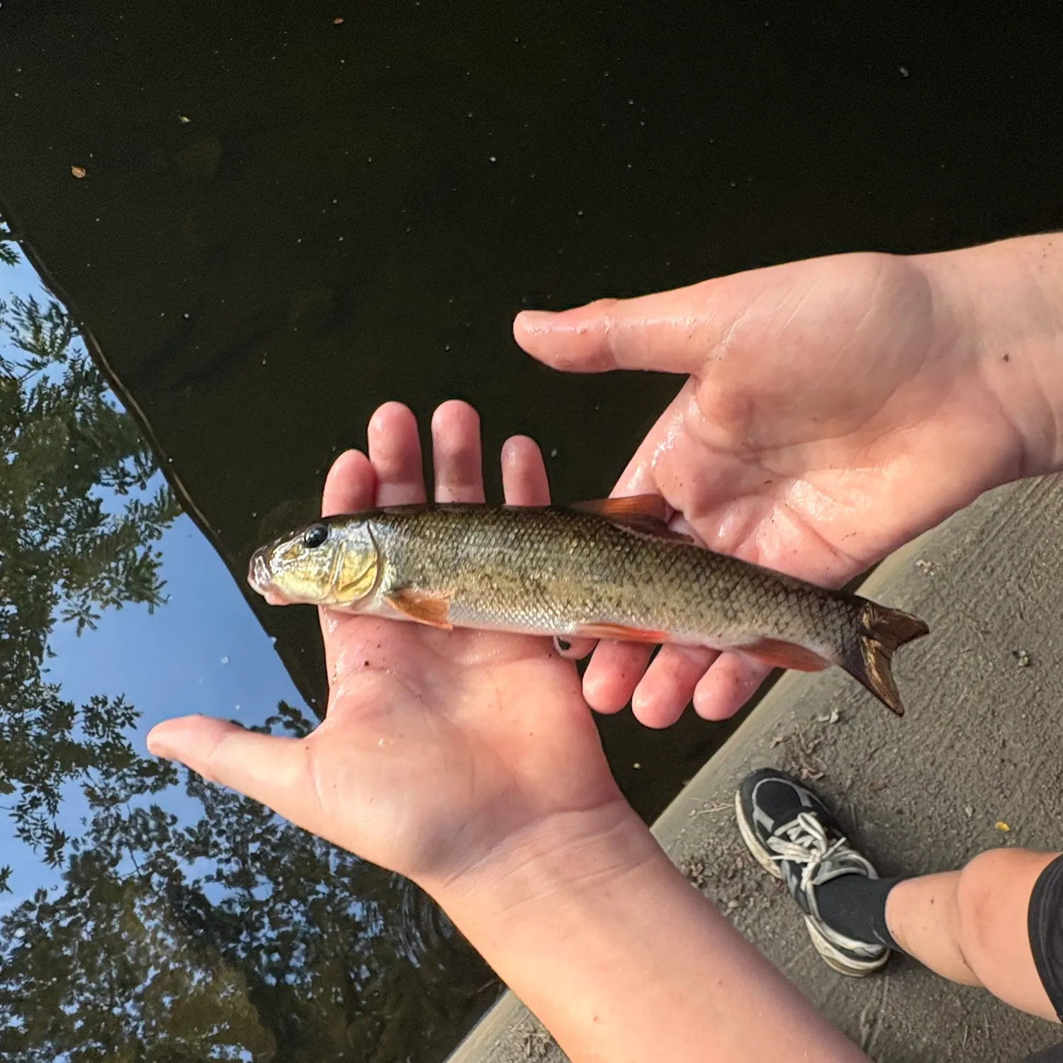 White sucker caught on Fishbrain