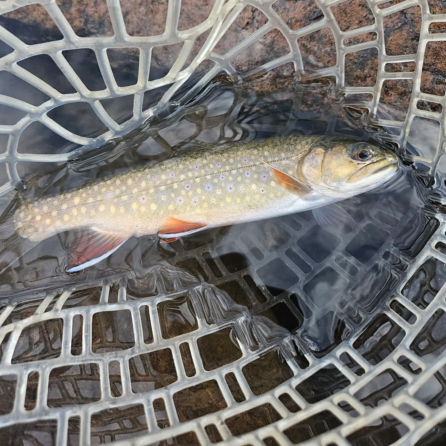 Brook trout caught on Fishbrain
