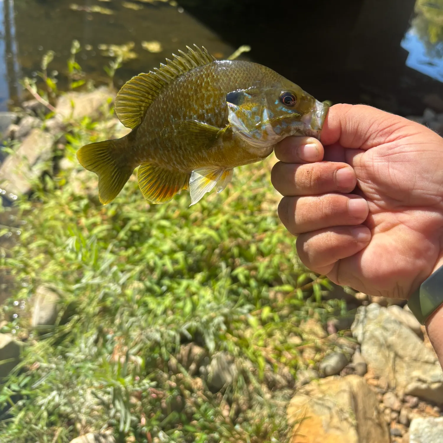 catch