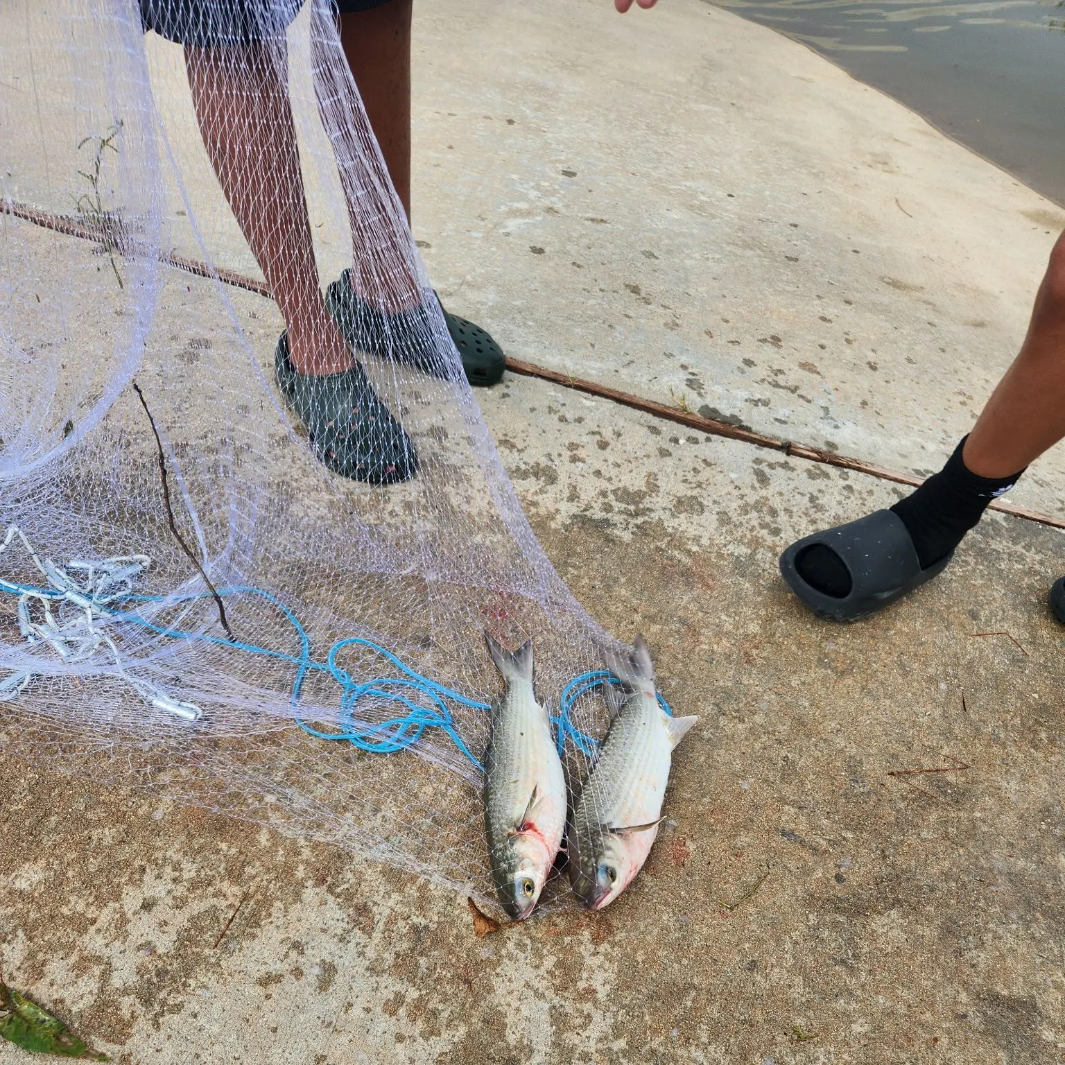 Striped mullet caught on Fishbrain