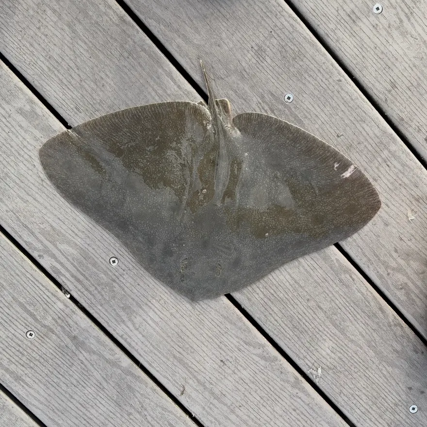 The most recent California butterfly ray catches on Fishbrain