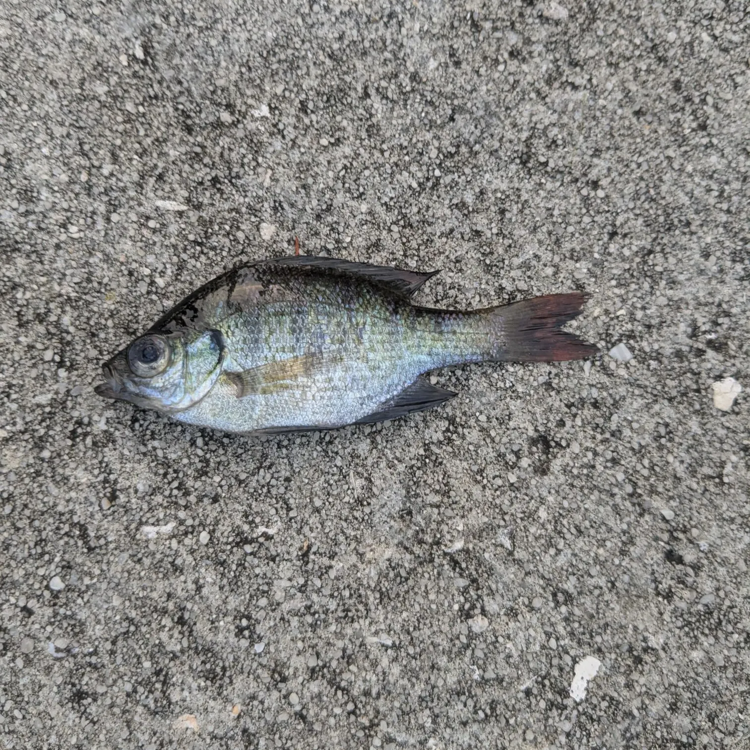 Bluegill caught on Fishbrain