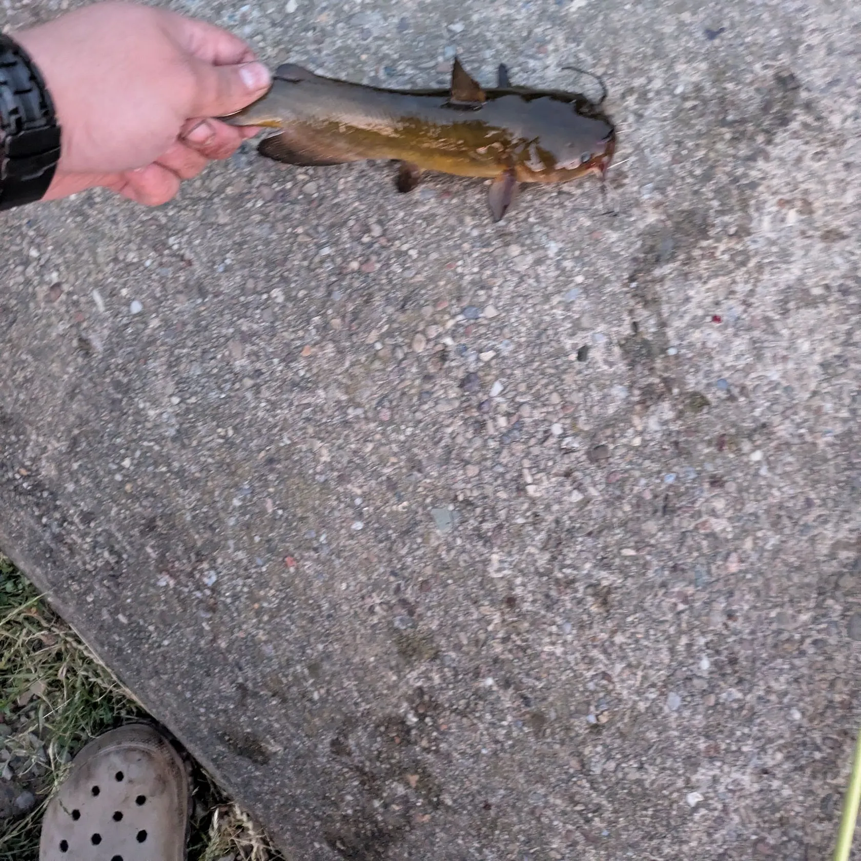 catch