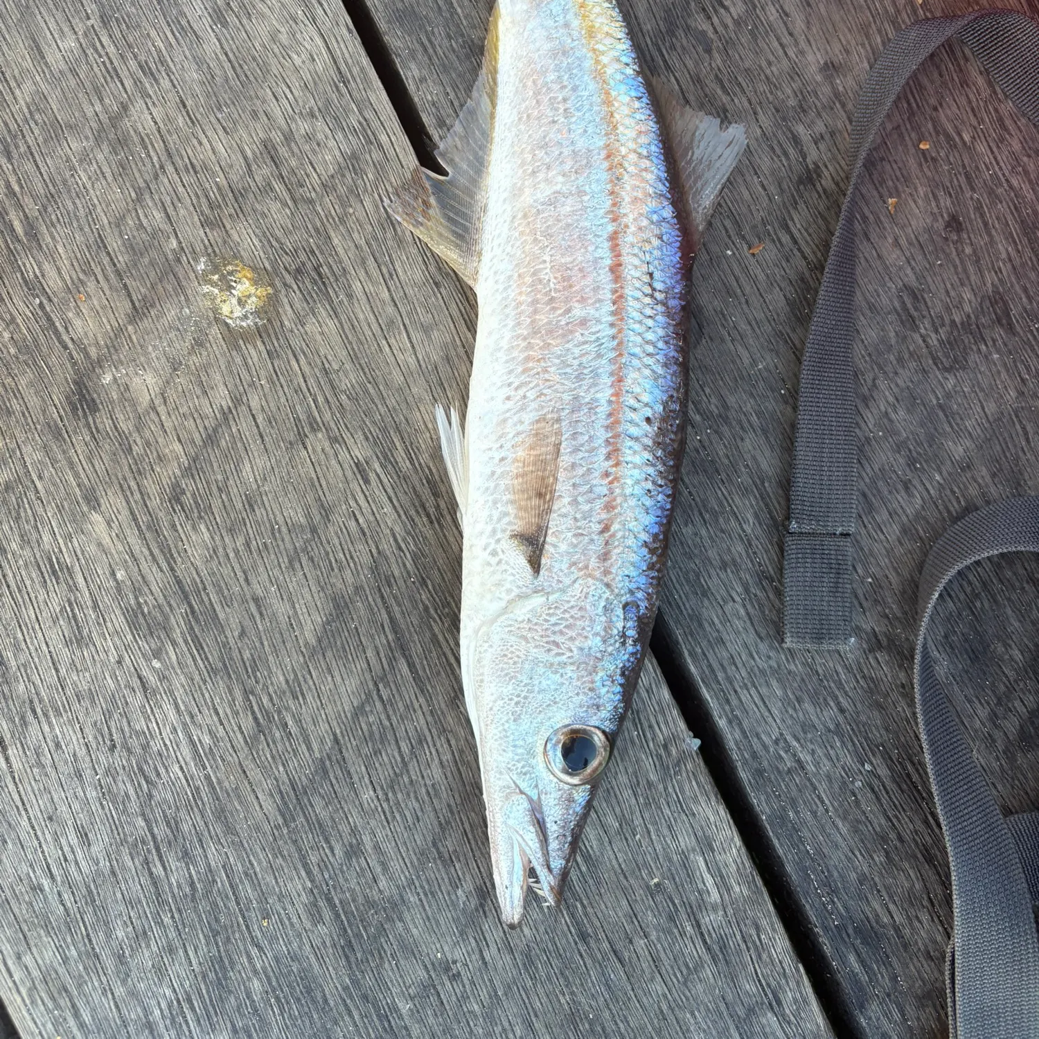 The most recent Pickhandle barracuda catches on Fishbrain