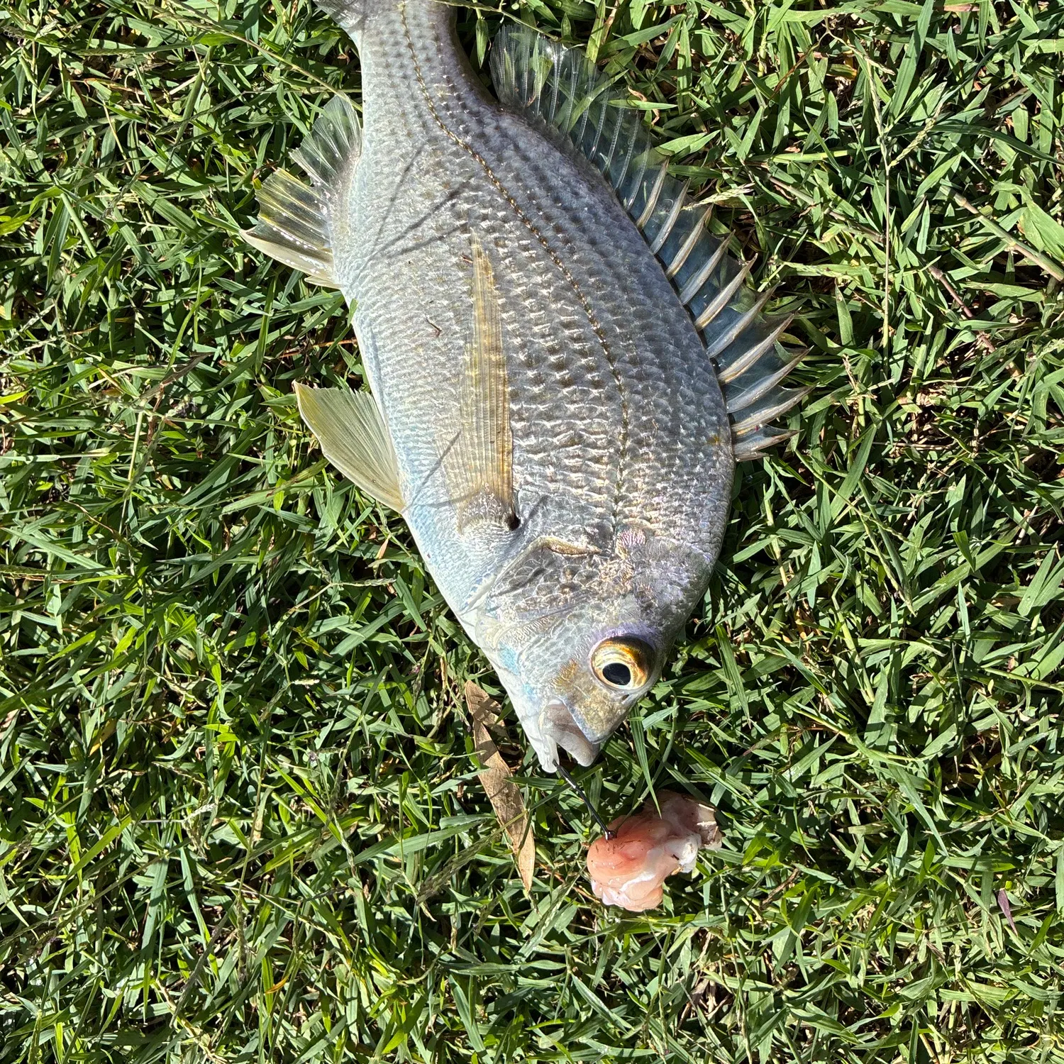 The most recent Javelin grunter catches on Fishbrain