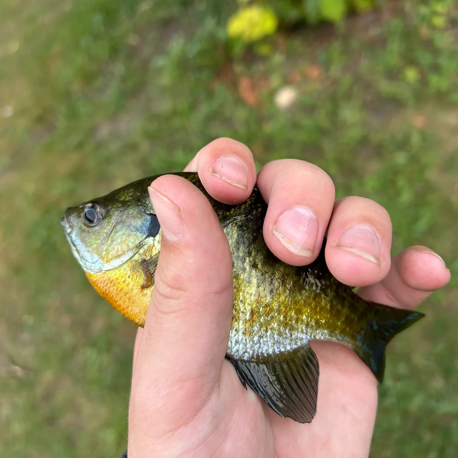 Bluegill caught on Fishbrain