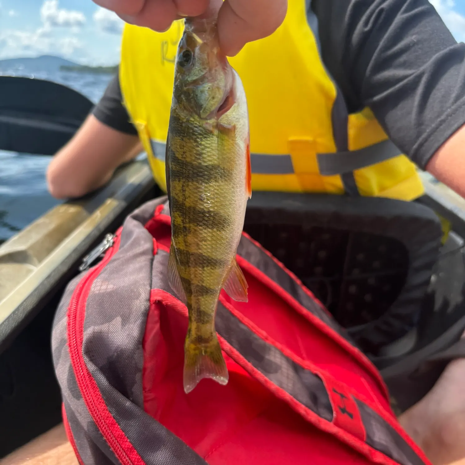 Yellow perch caught on Fishbrain