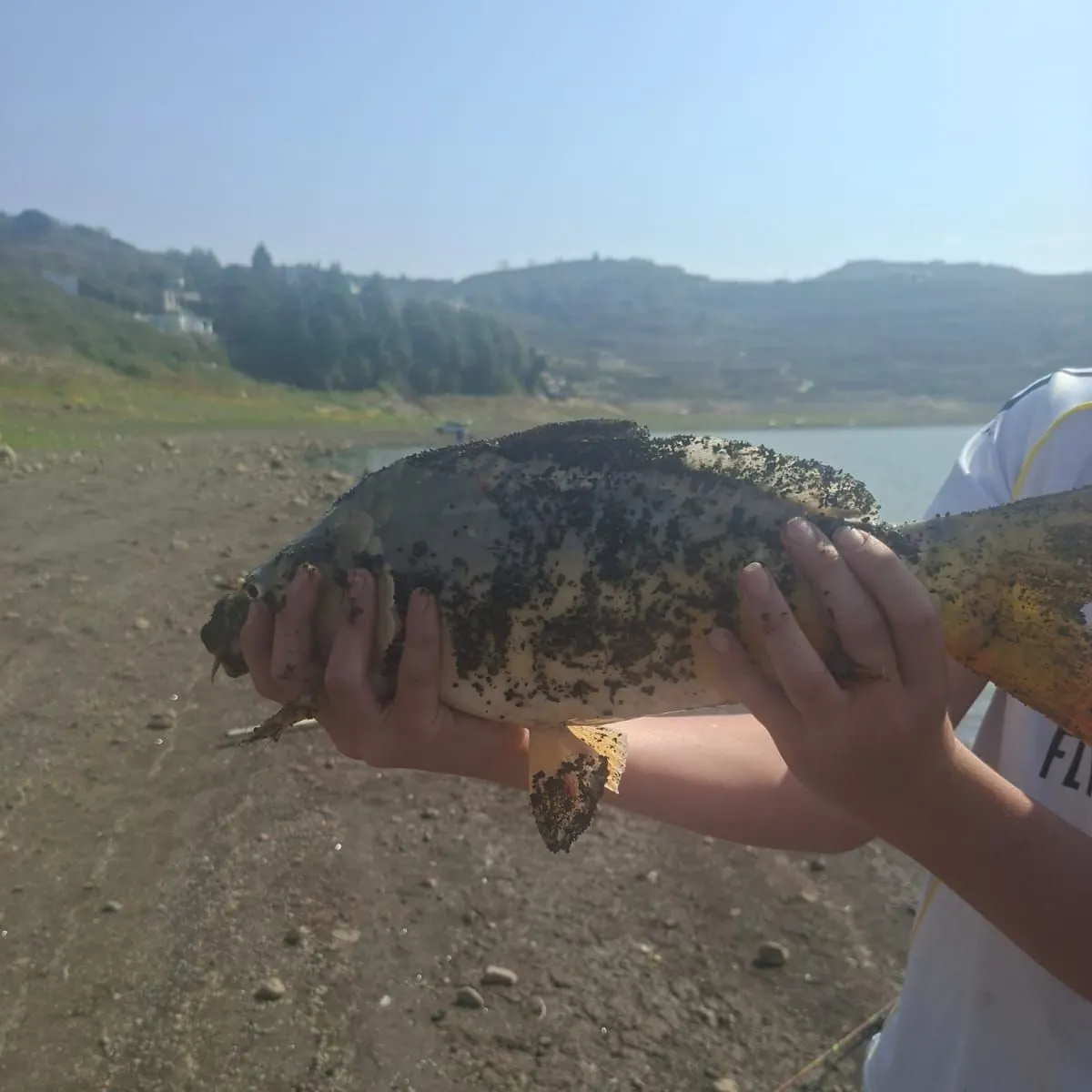 Mirror carp caught on Fishbrain