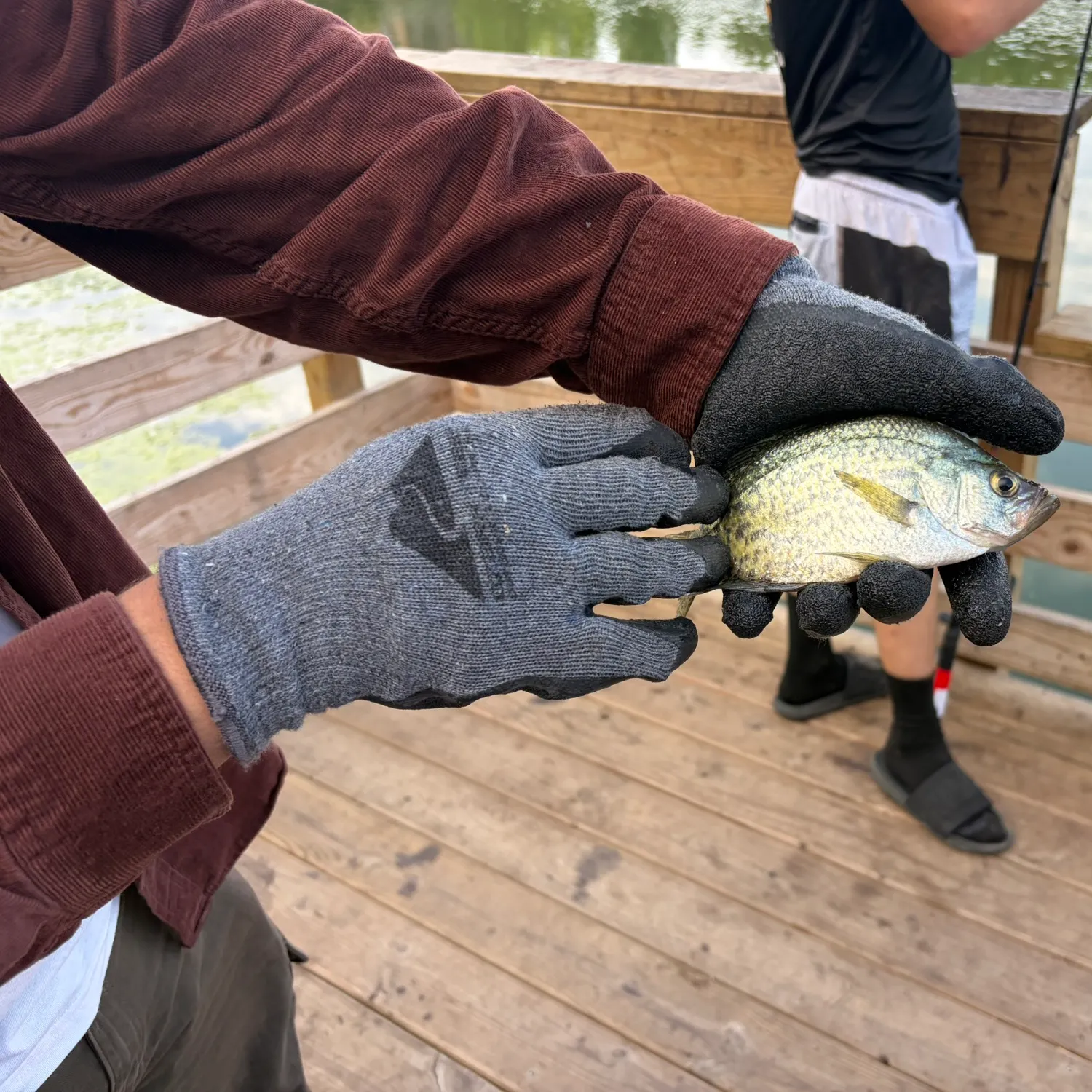 Black crappie caught on Fishbrain
