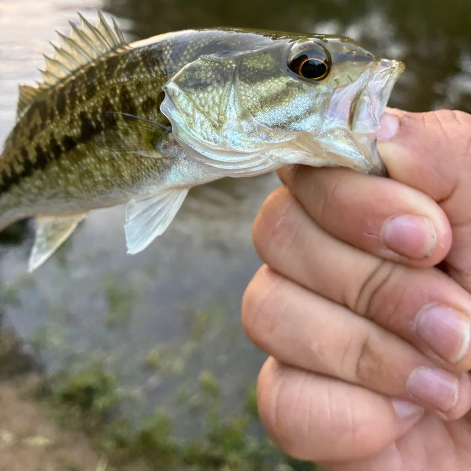 Spotted bass caught on Fishbrain