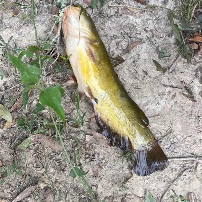 Yellow bullhead caught on Fishbrain