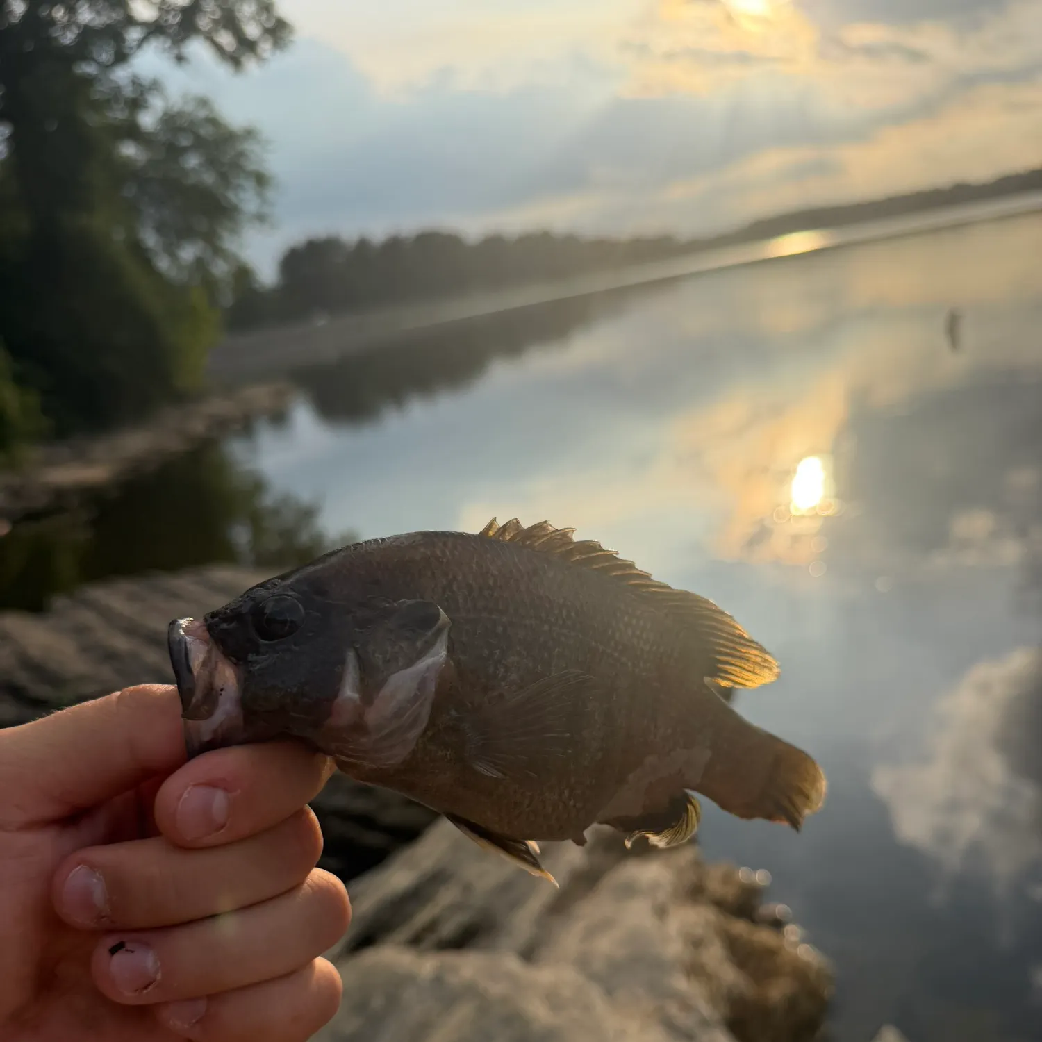 Black crappie caught on Fishbrain