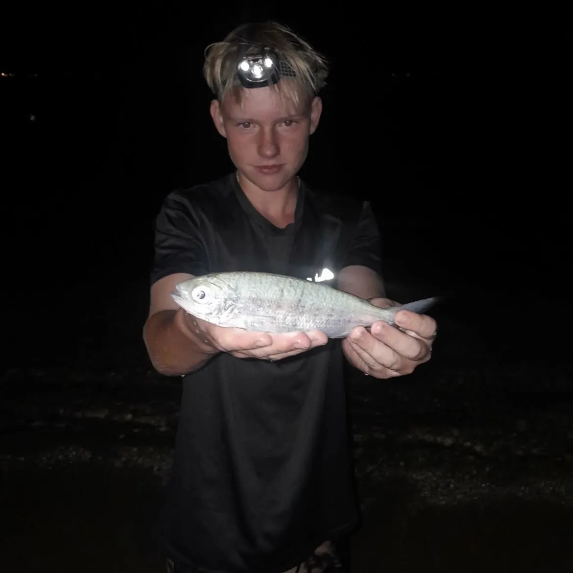 The most recent Atlantic herring catches on Fishbrain