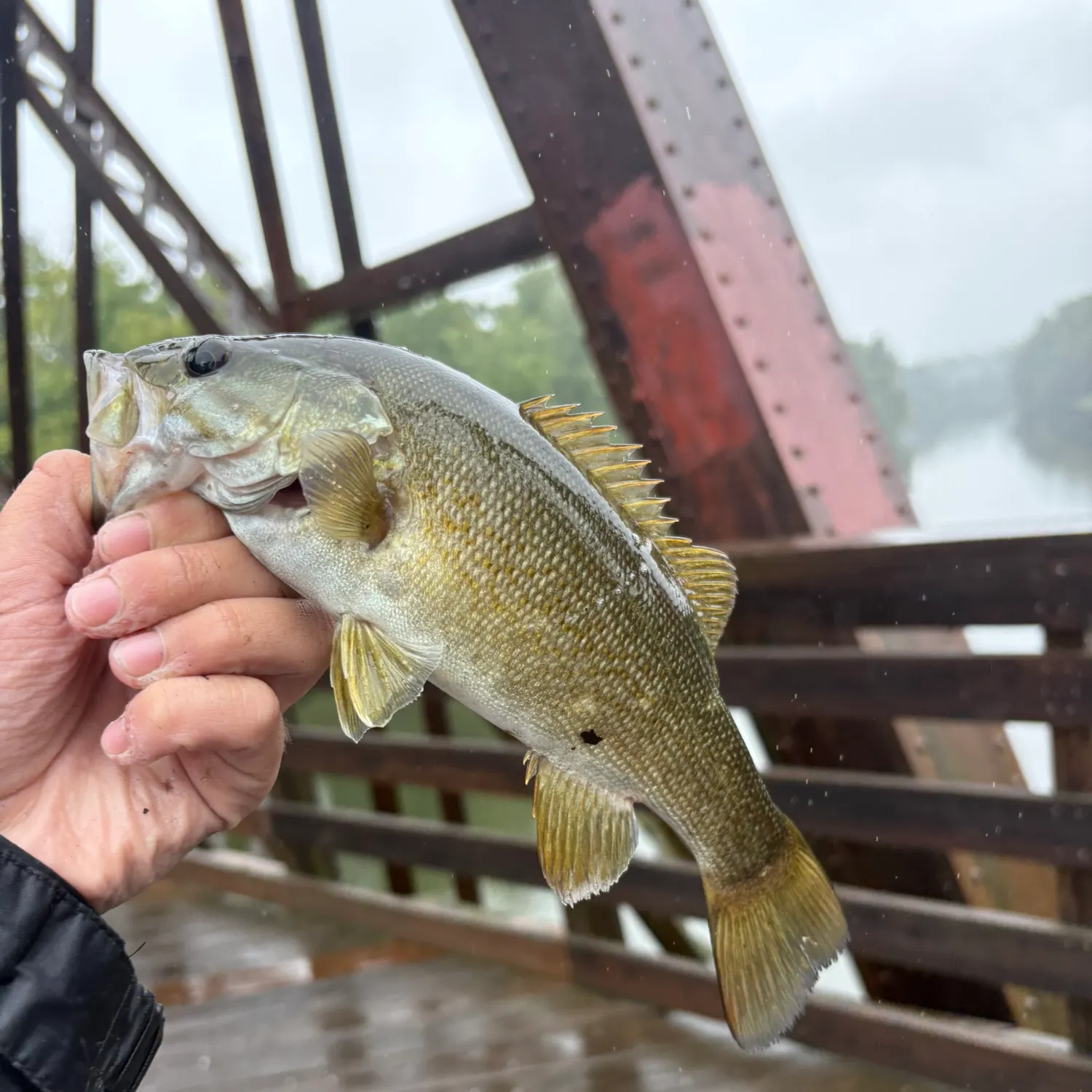 Smallmouth bass caught on Fishbrain